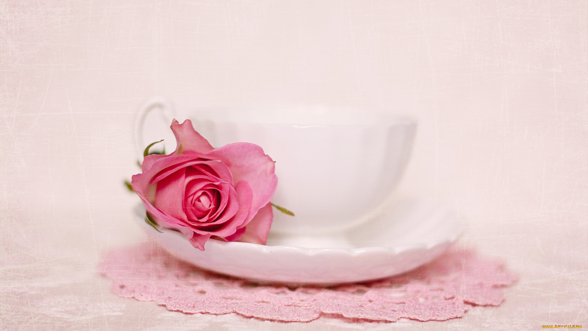 цветы, розы, цветок, flower, rose, still, life, натюрморт, роза