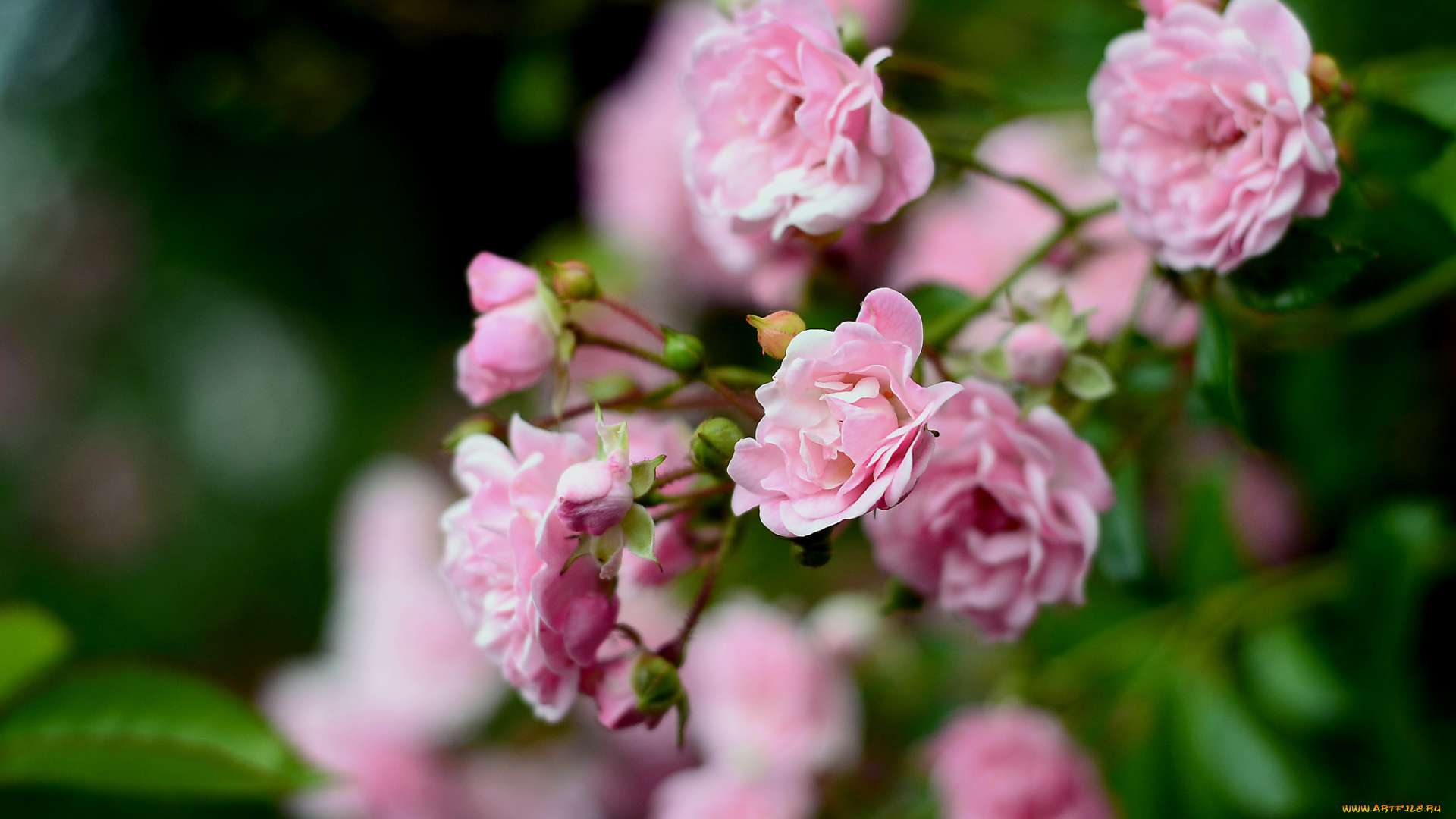 цветы, розы, листья, розовые