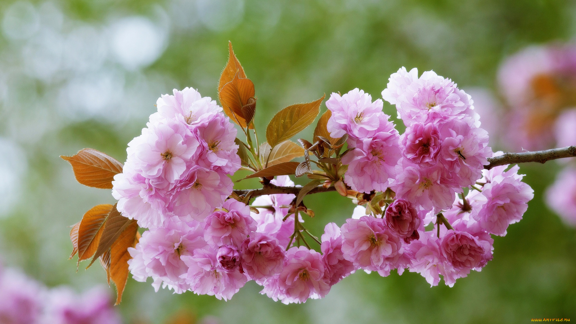 цветы, сакура, , вишня, листья, цветы,