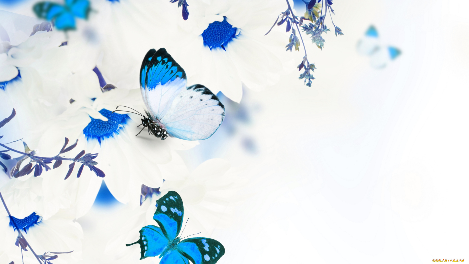 разное, компьютерный, дизайн, белые, хризантемы, цветы, бабочки, листики, веточки