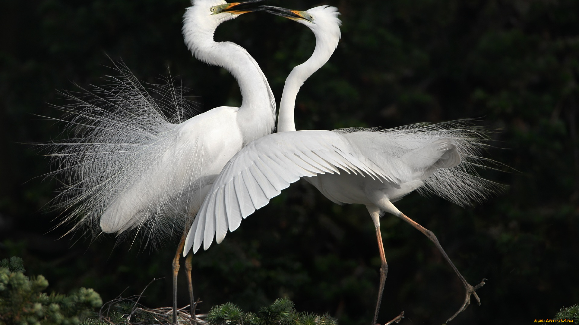 животные, цапли, , выпи, танец, белые