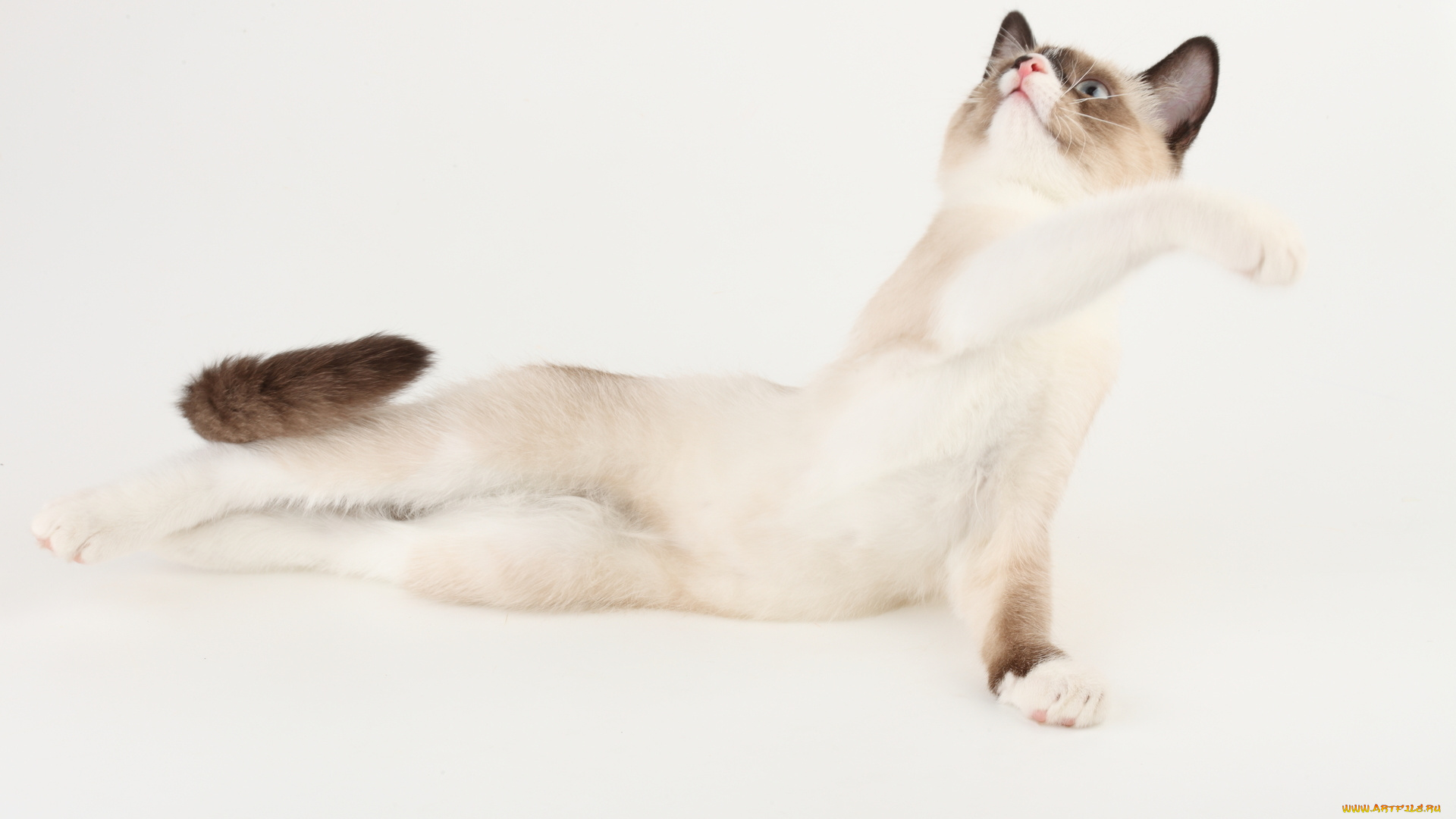 животные, коты, фон, лапки, изгибы, взгляд, уши, кошка