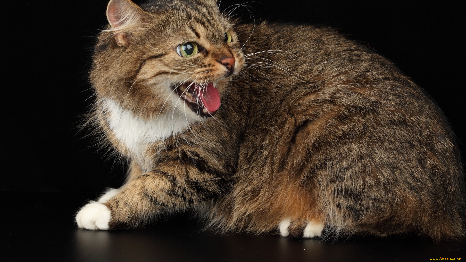 животные, коты, кошка, полосатая