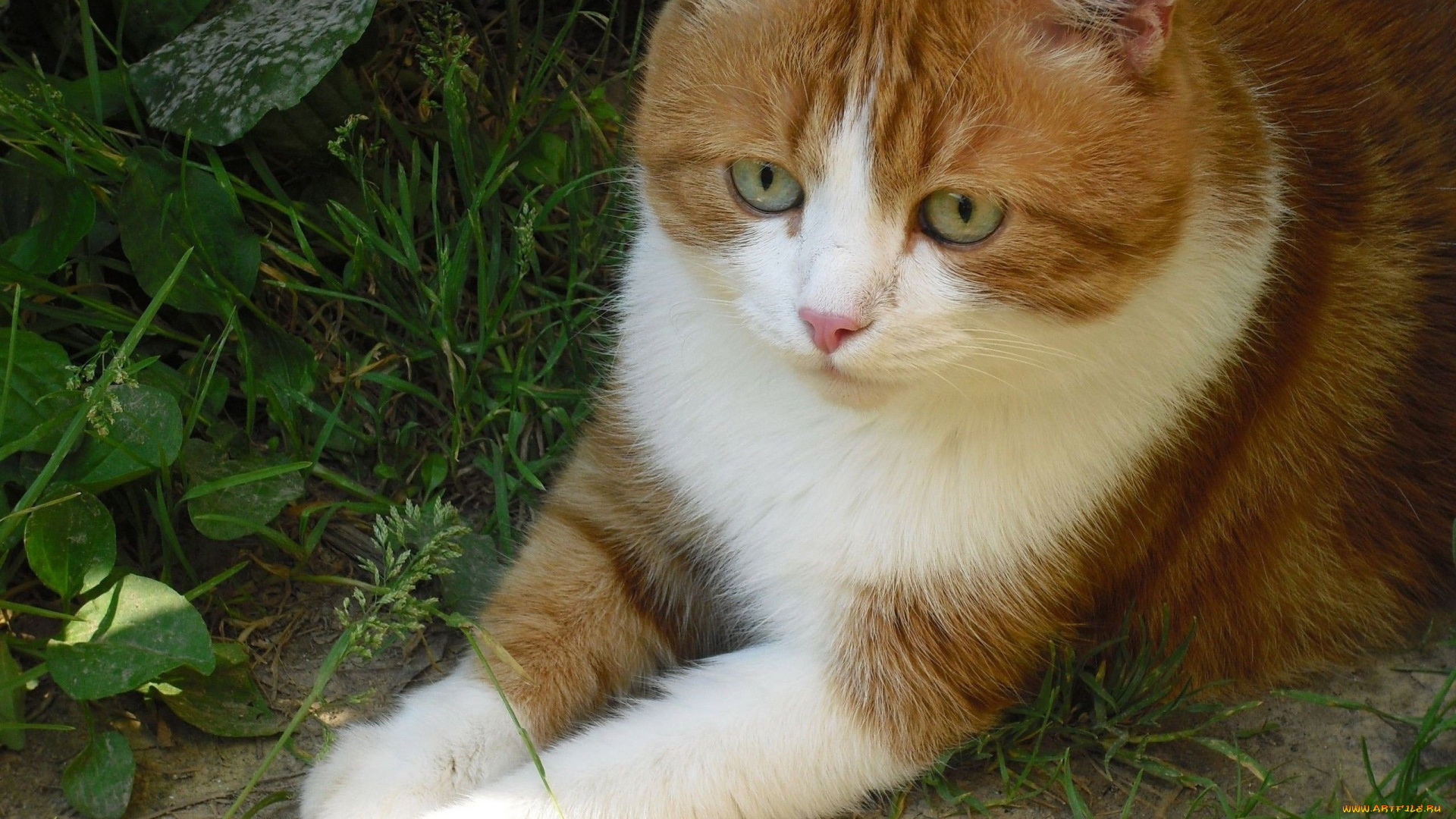 животные, коты, взгляд