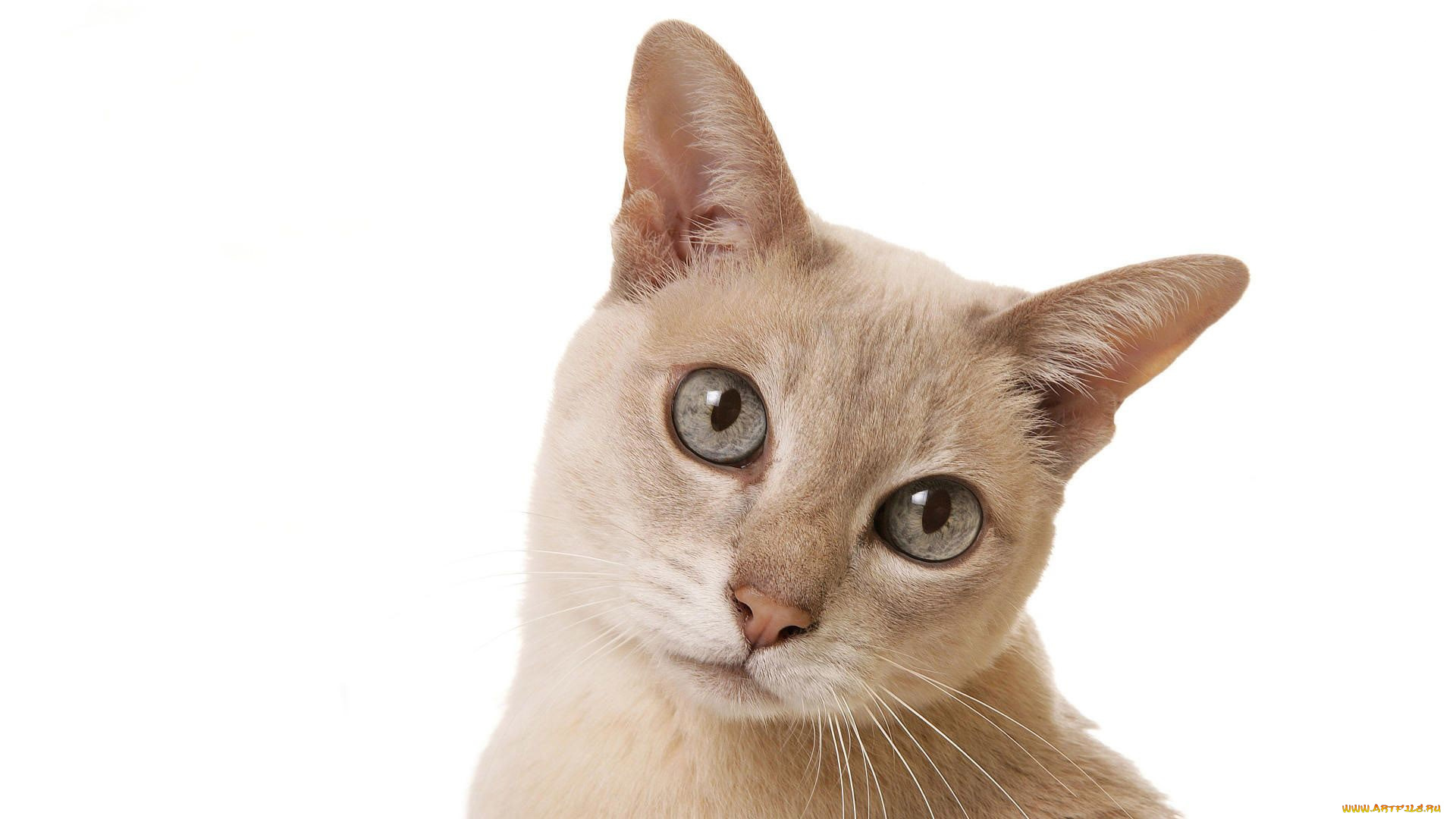 животные, коты, взгляд