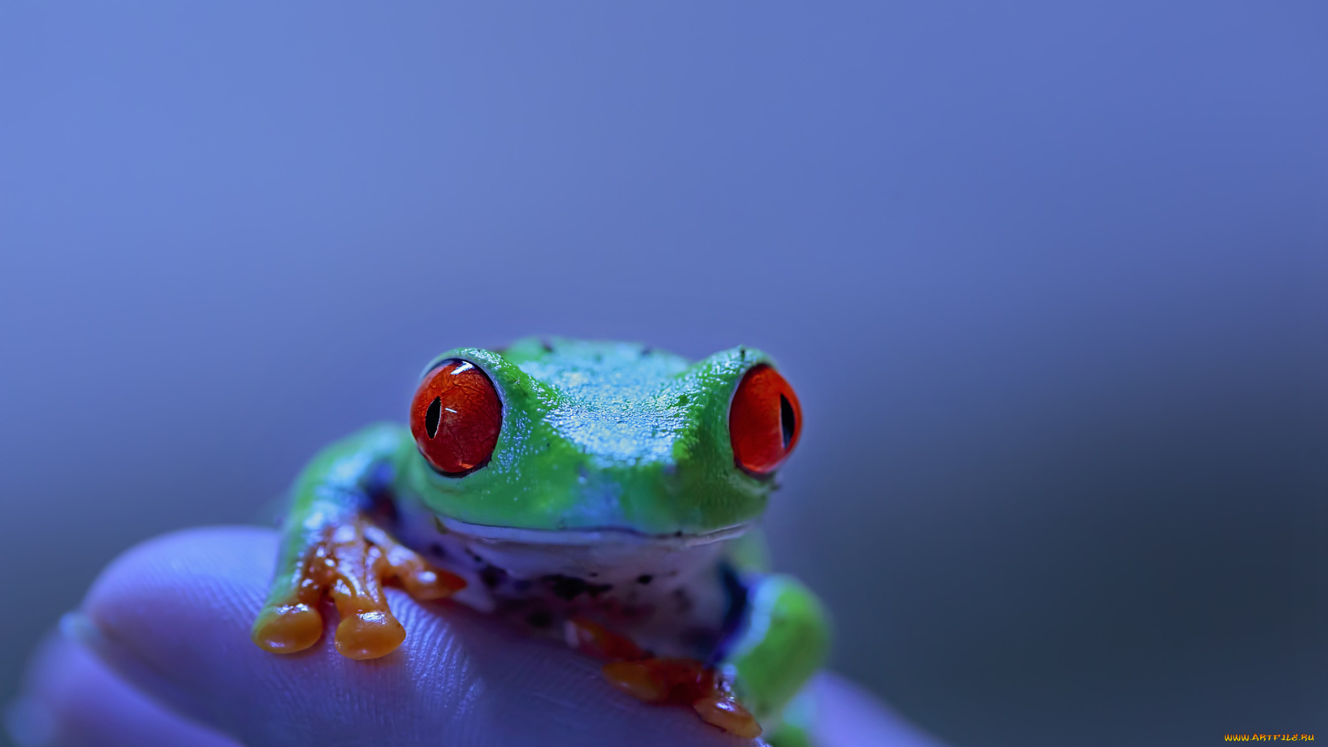 животные, лягушки, лягушка