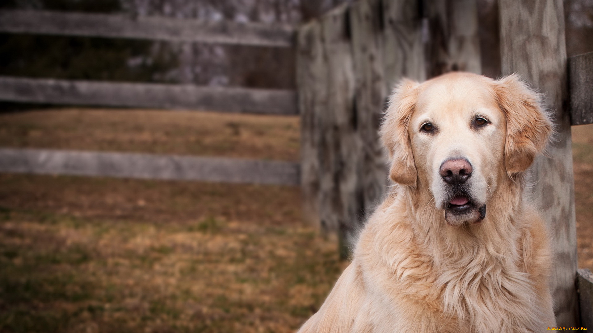 животные, собаки, взгляд
