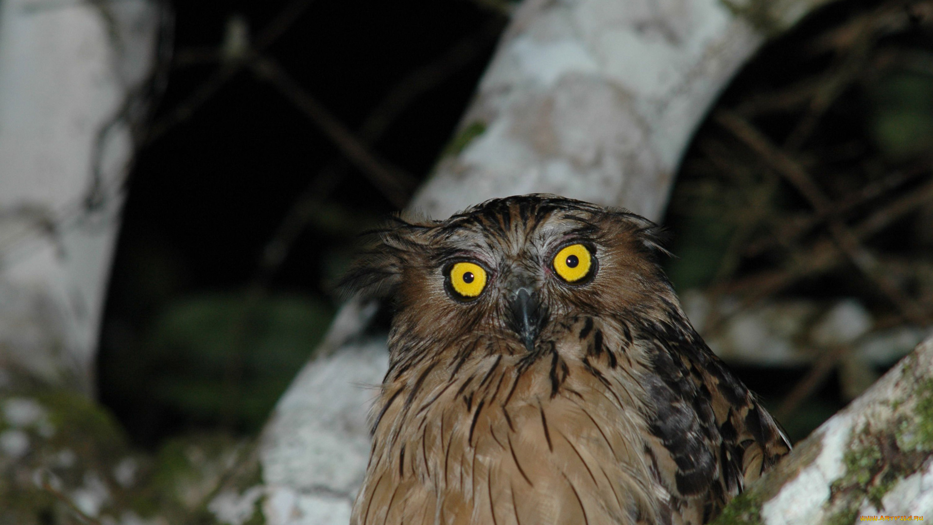животные, совы, глаза