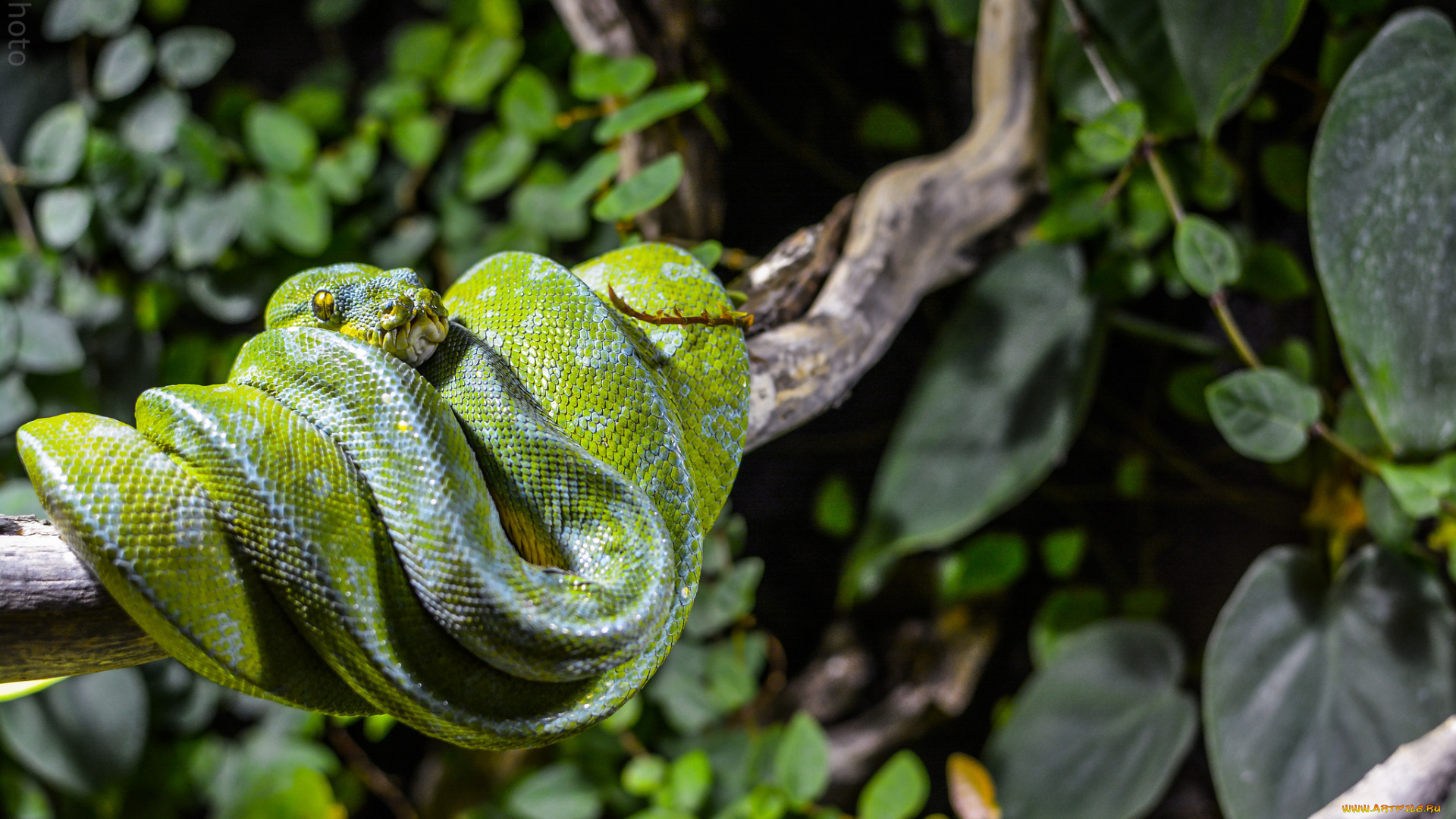животные, змеи, , питоны, , кобры, питон, змея, листья, ветка