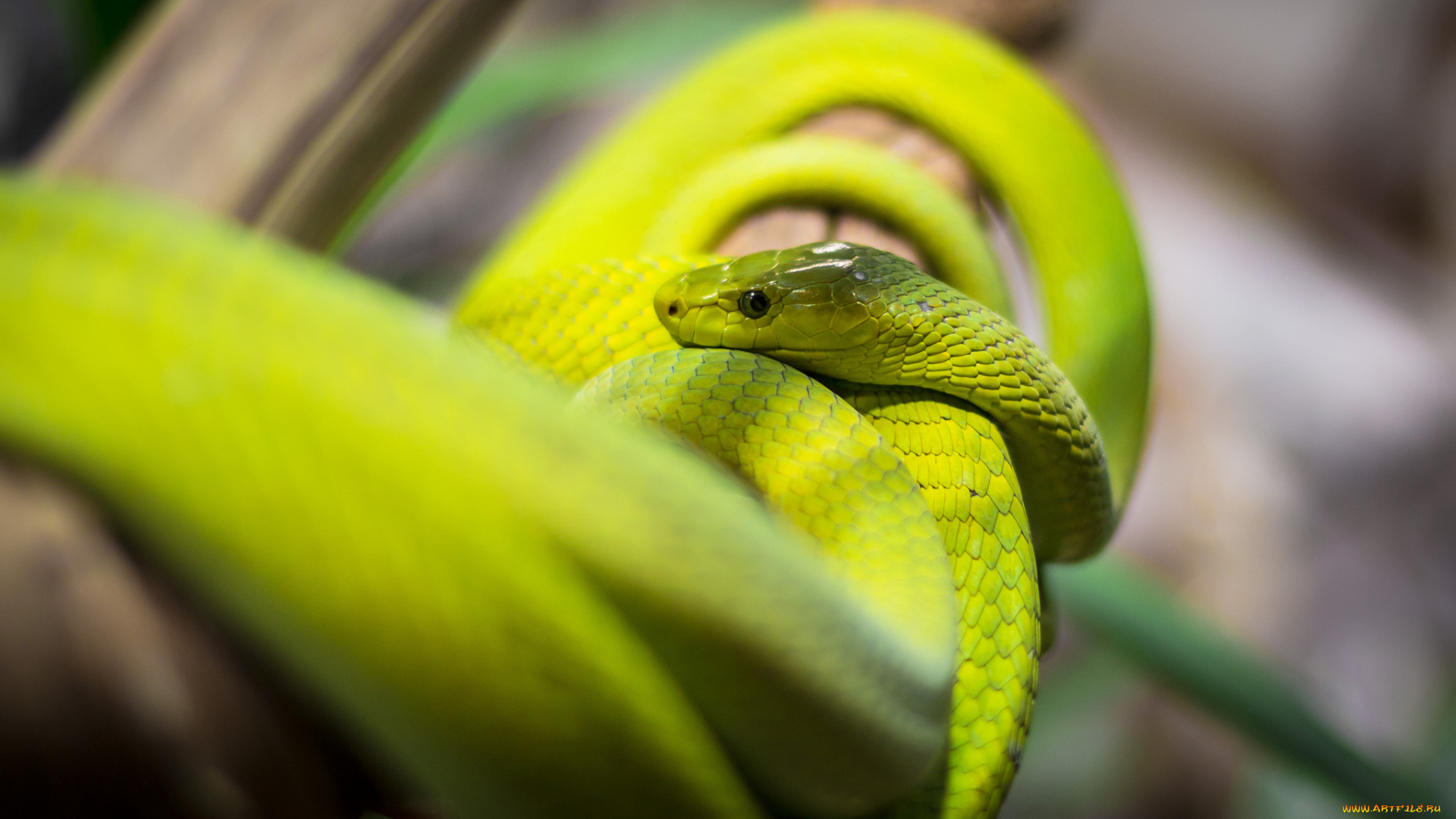 животные, змеи, , питоны, , кобры, зеленая, змея