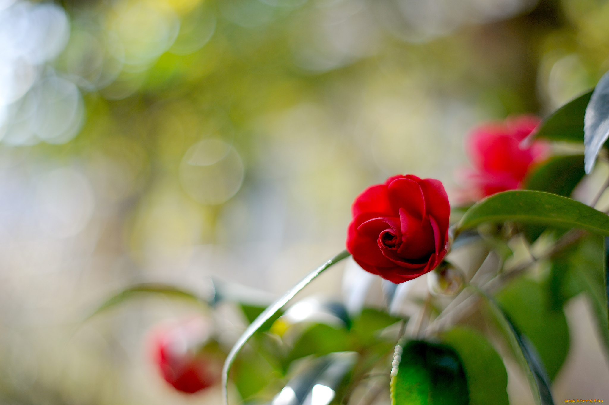 цветы, камелии, листья, цветок, ветка, цветение, бутон, красная, камелия