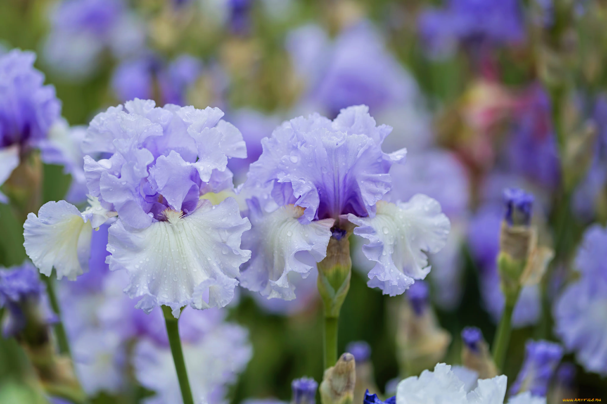 цветы, ирисы, капли, голубые