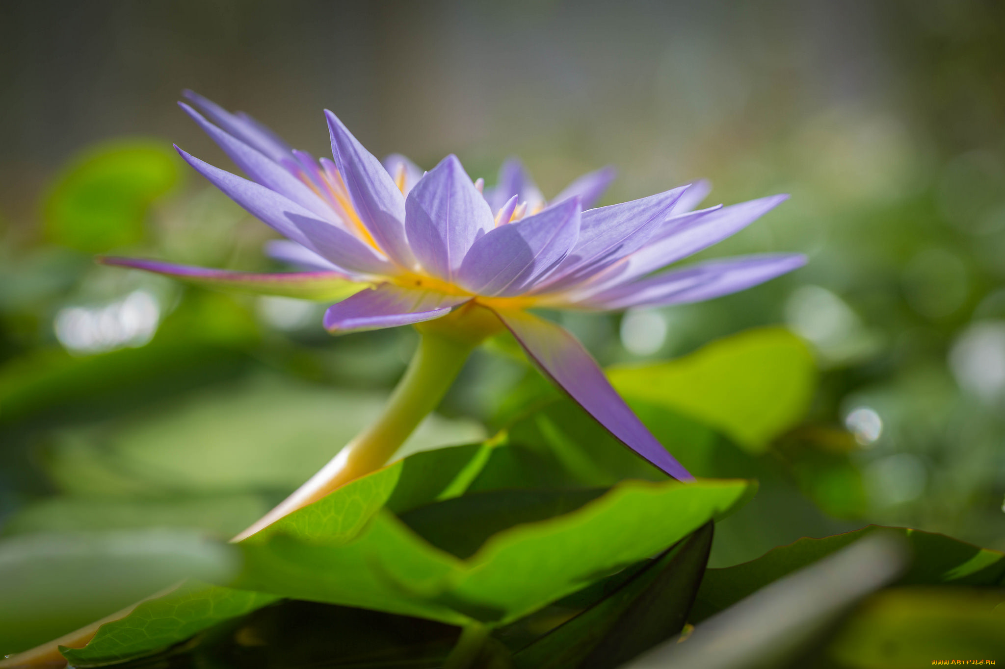 цветы, лилии, водяные, , нимфеи, , кувшинки, кувшинка, листья