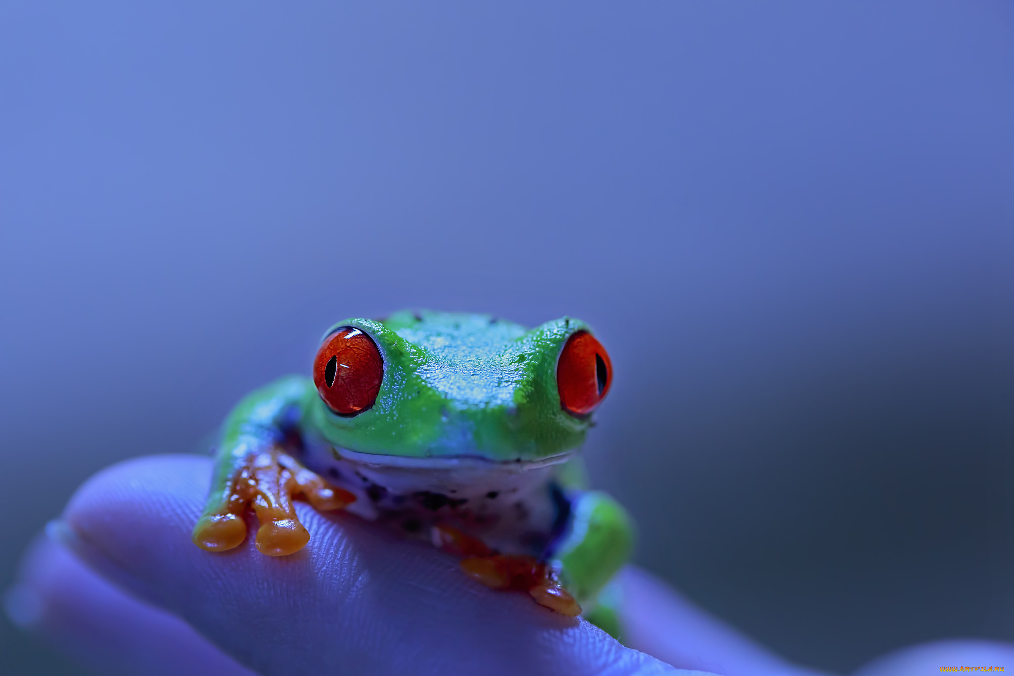 животные, лягушки, лягушка