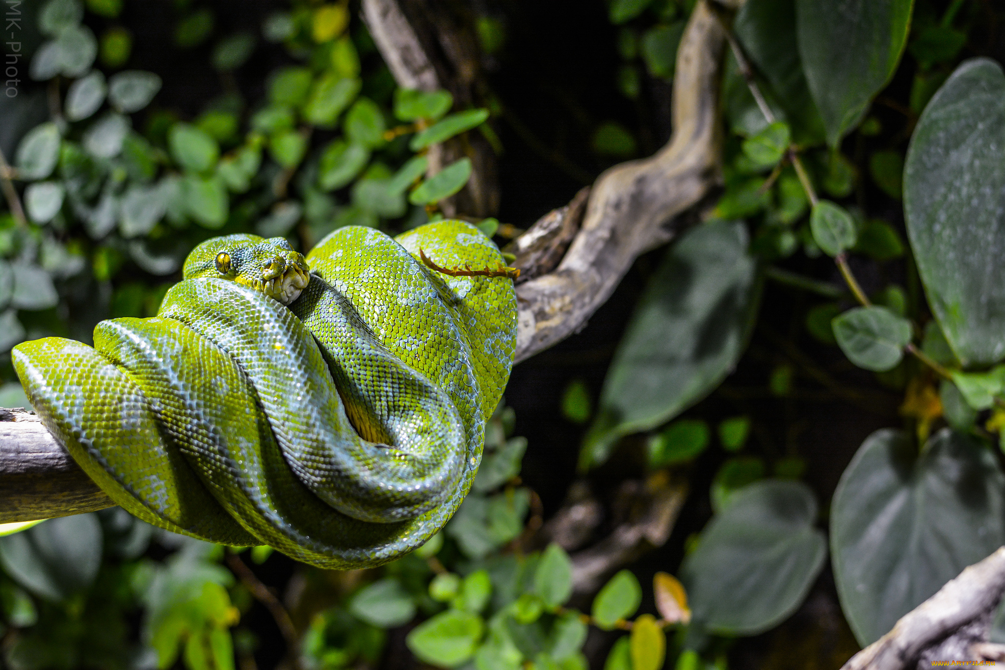 животные, змеи, , питоны, , кобры, питон, змея, листья, ветка