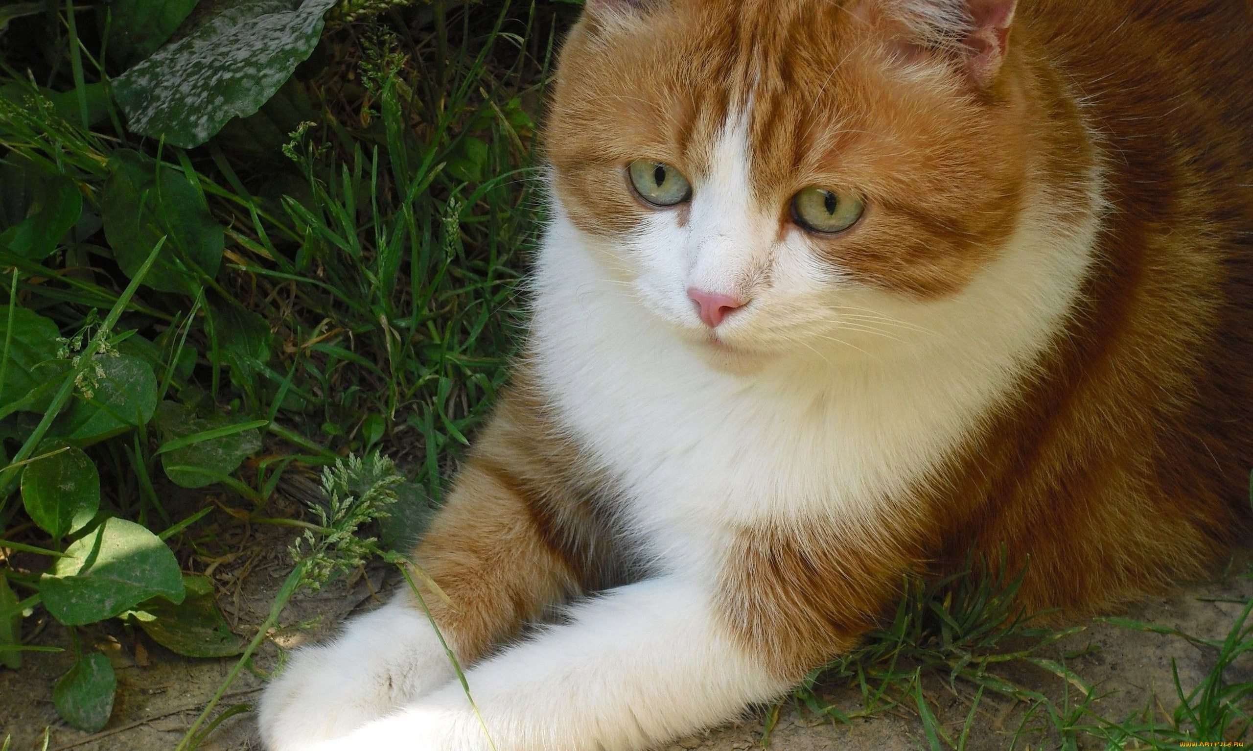 животные, коты, взгляд