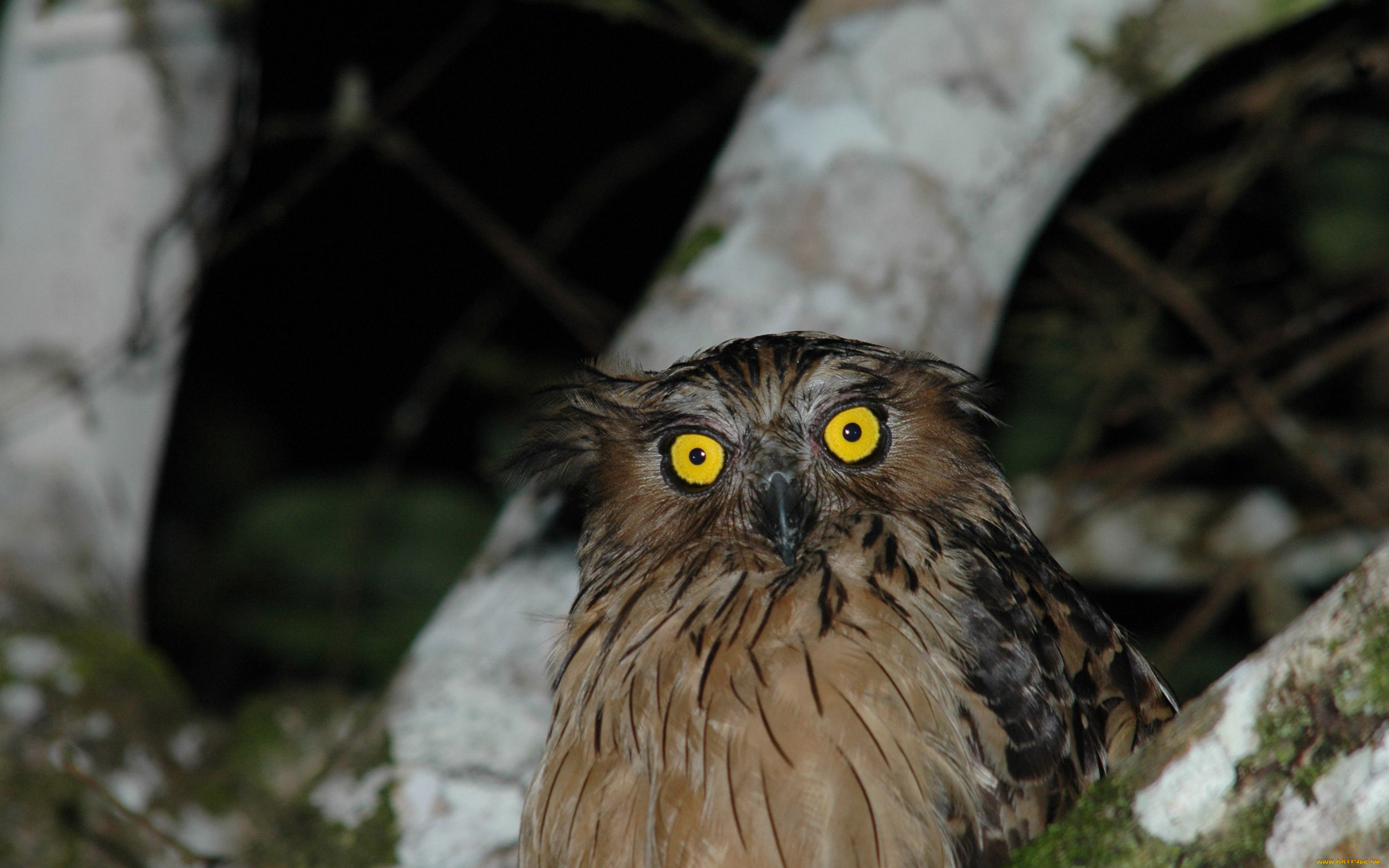 животные, совы, глаза