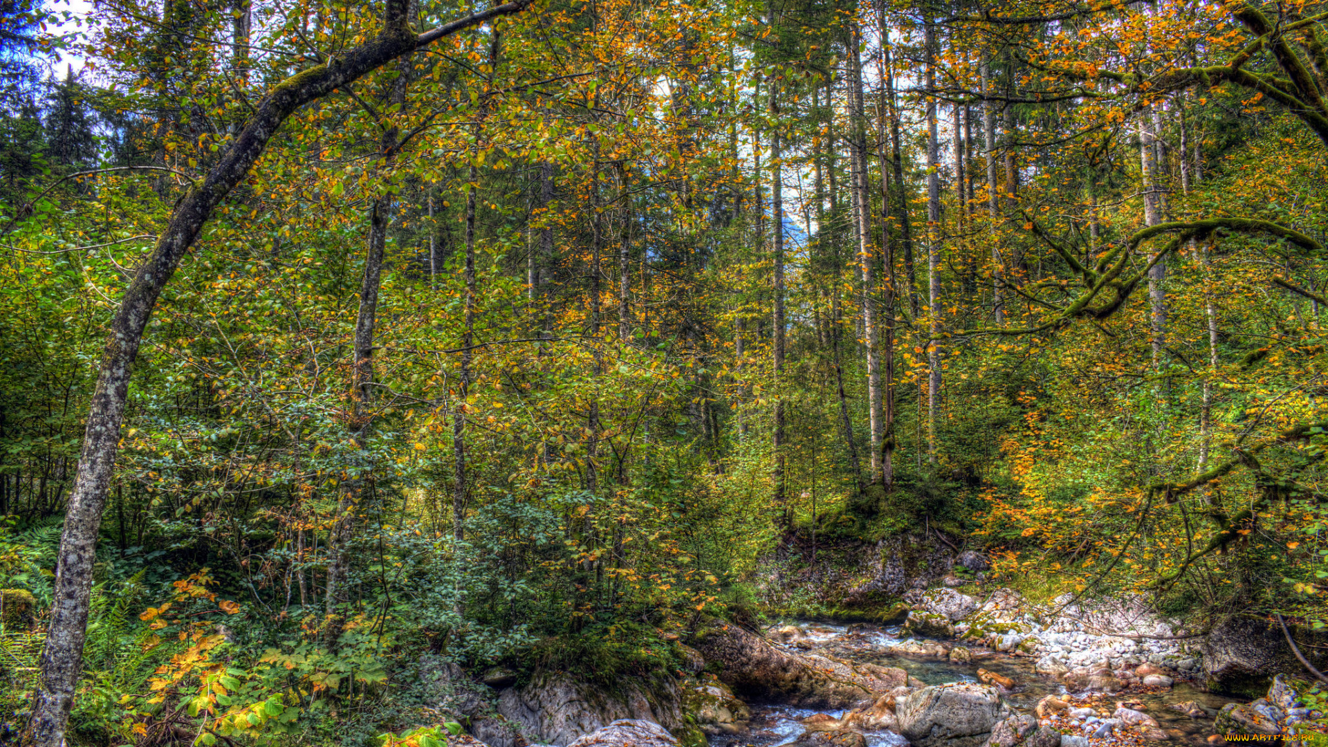 природа, лес, деревья