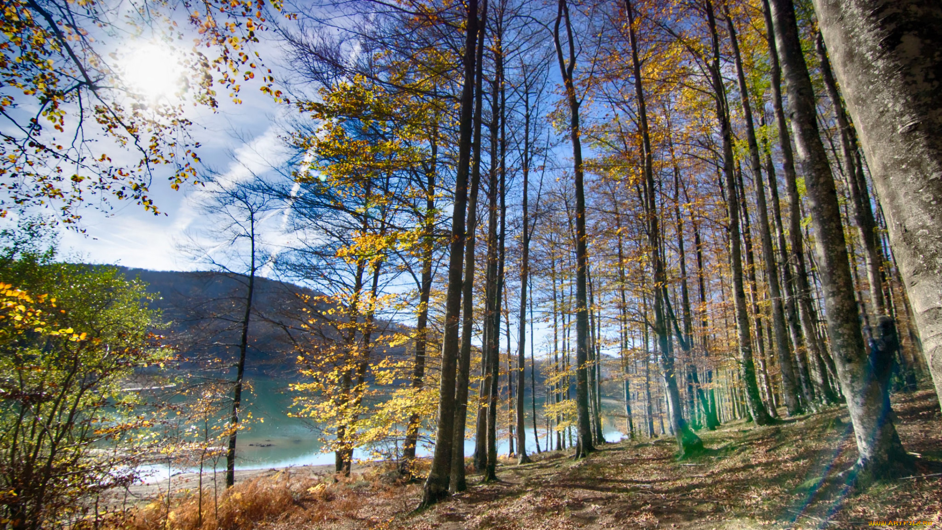 природа, реки, озера, река, лес