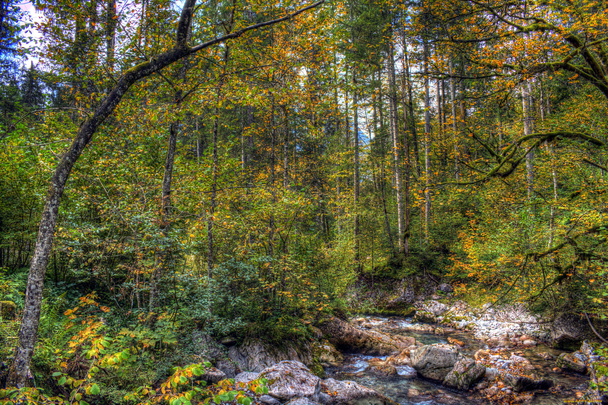 природа, лес, деревья