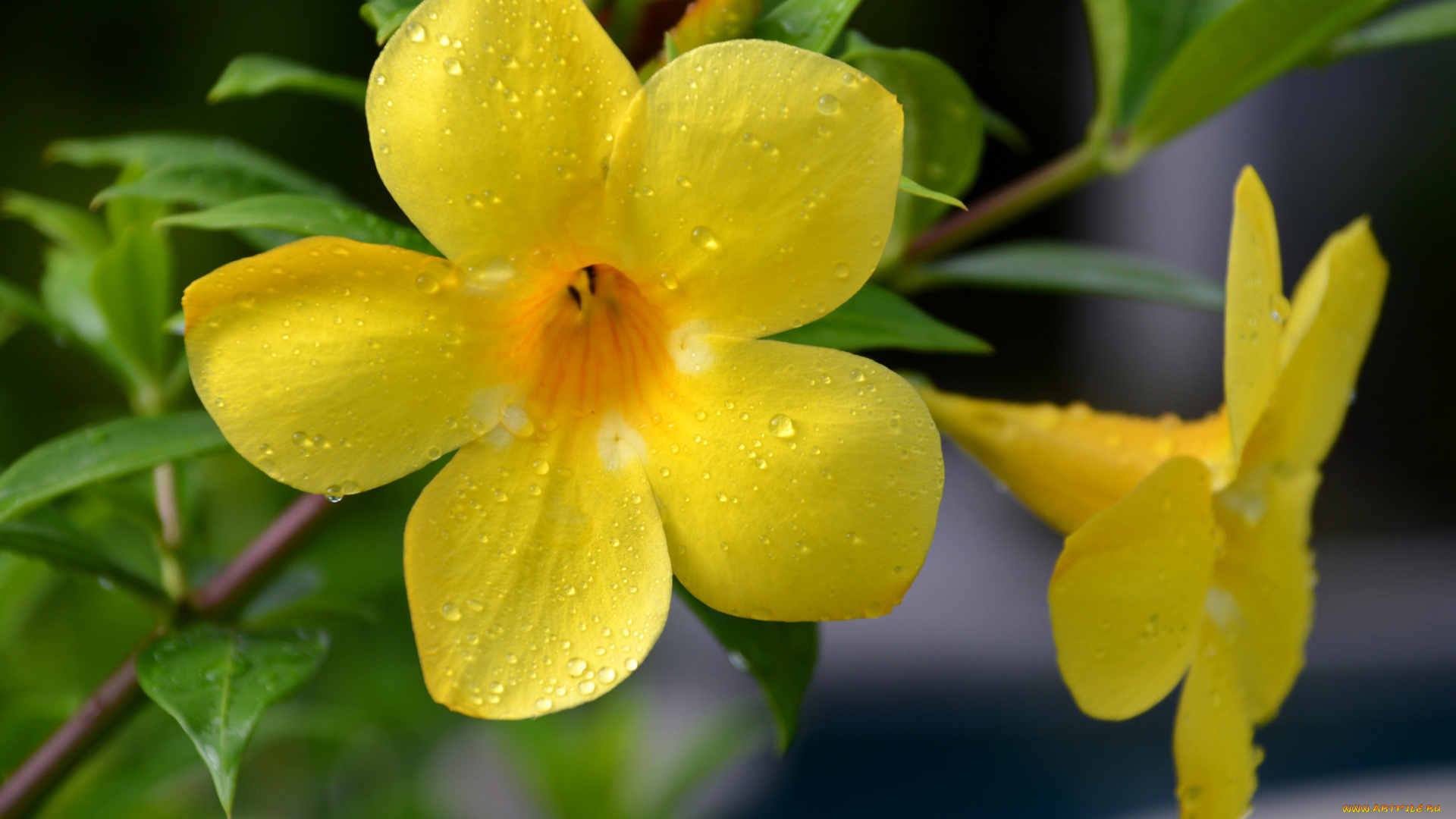 цветы, алламанда, цветение, желтый, цветок, ветка, листья