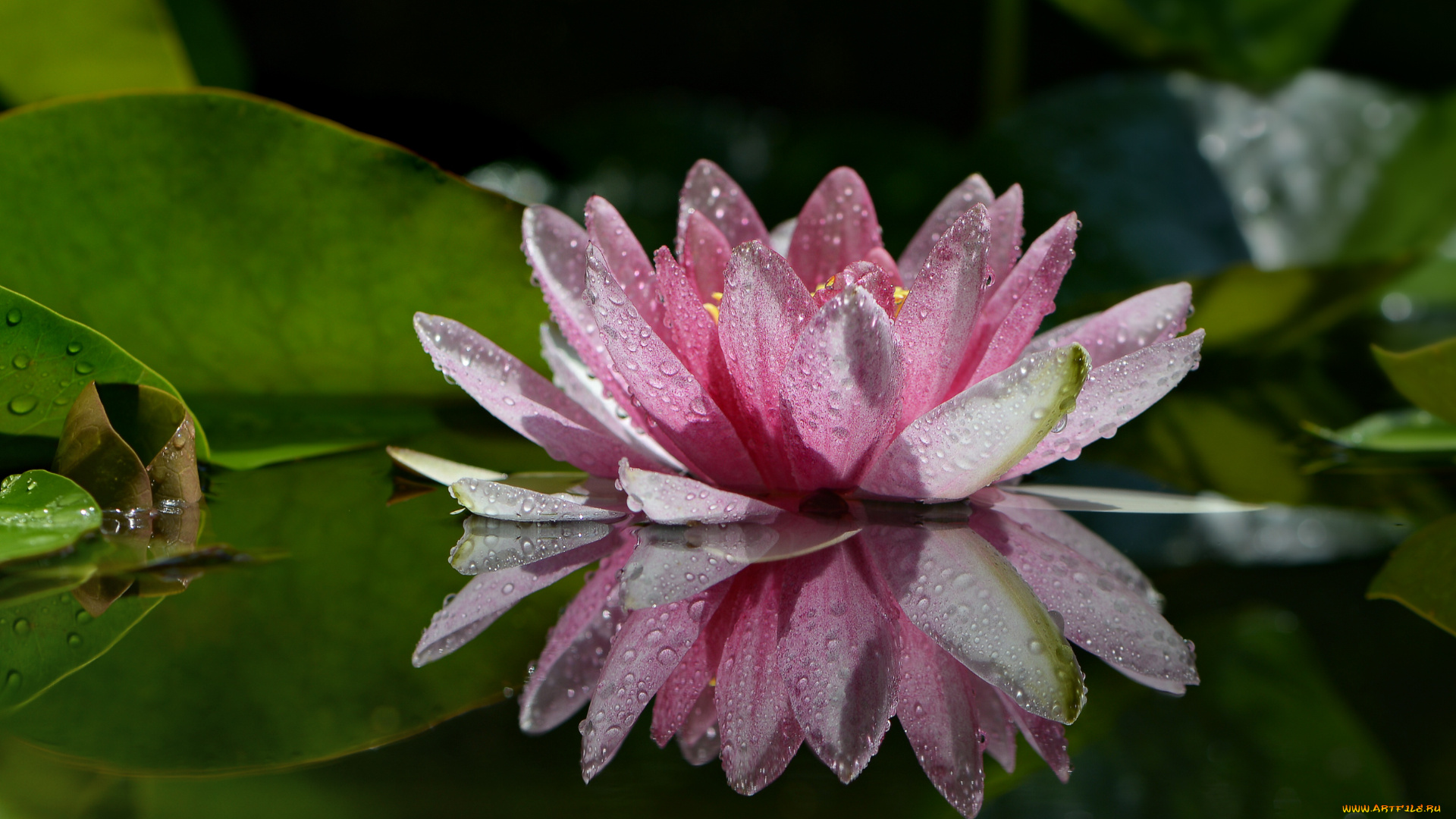 цветы, лилии, водяные, , нимфеи, , кувшинки, водяная, лилия, капли, дождя, нимфея, боке, природа, макро