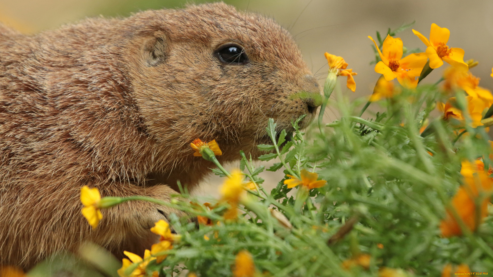 животные, -, другое, цветы, трава, природа, нутрия