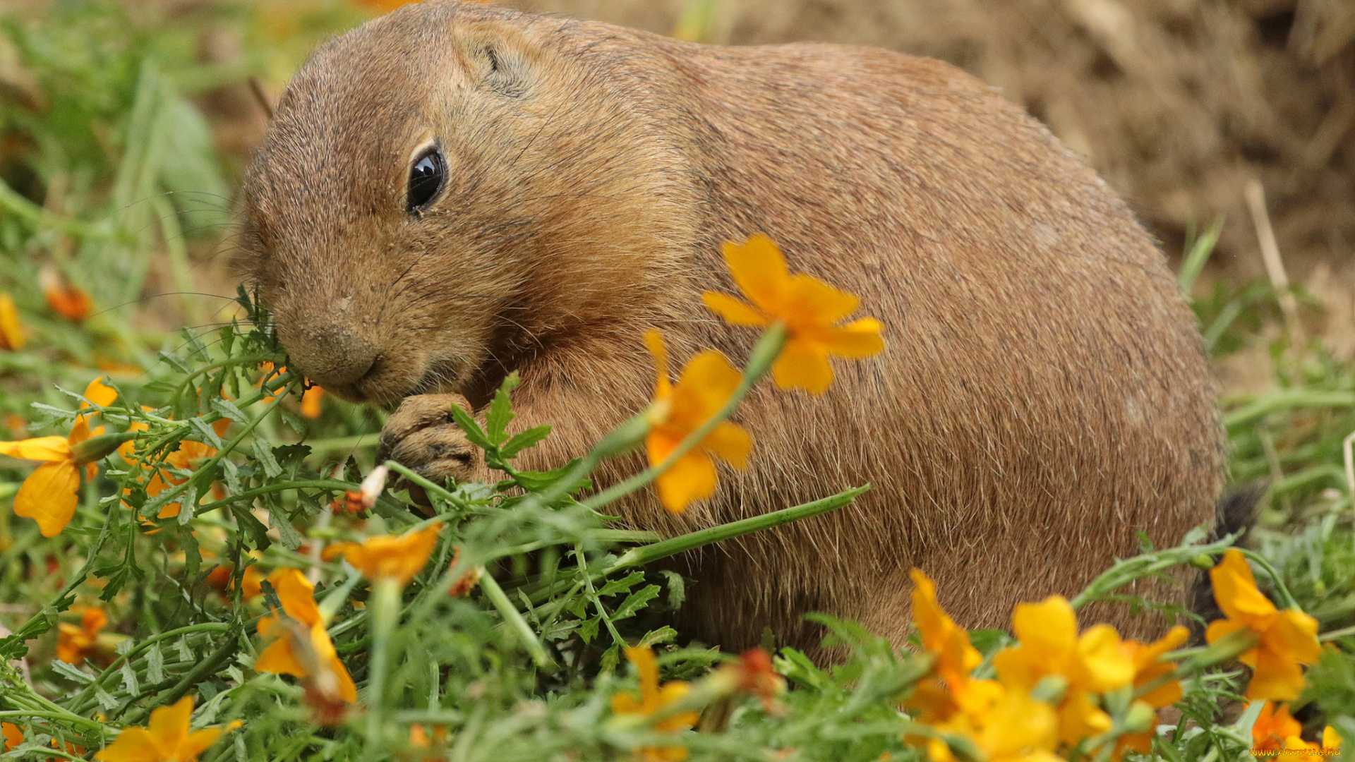животные, -, другое, цветы, трава, природа, нутрия