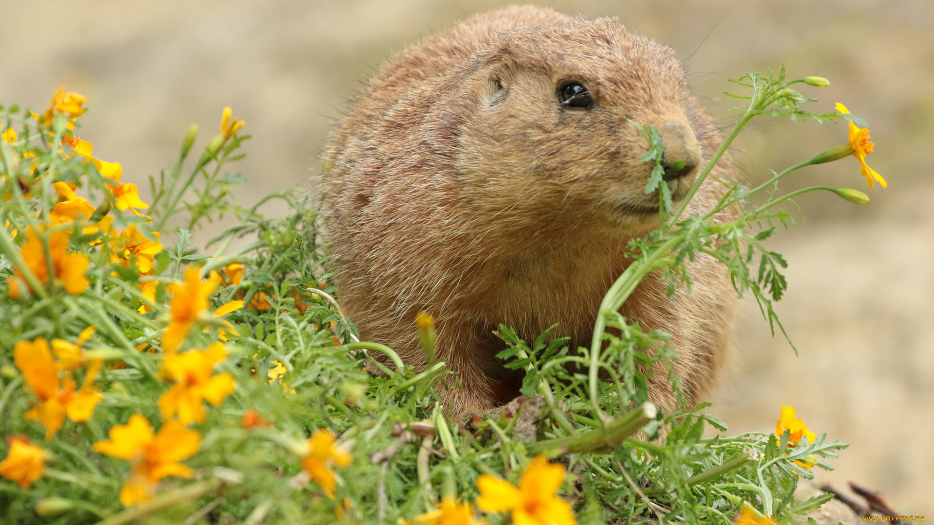 животные, -, другое, нутрия, цветы, трава, природа