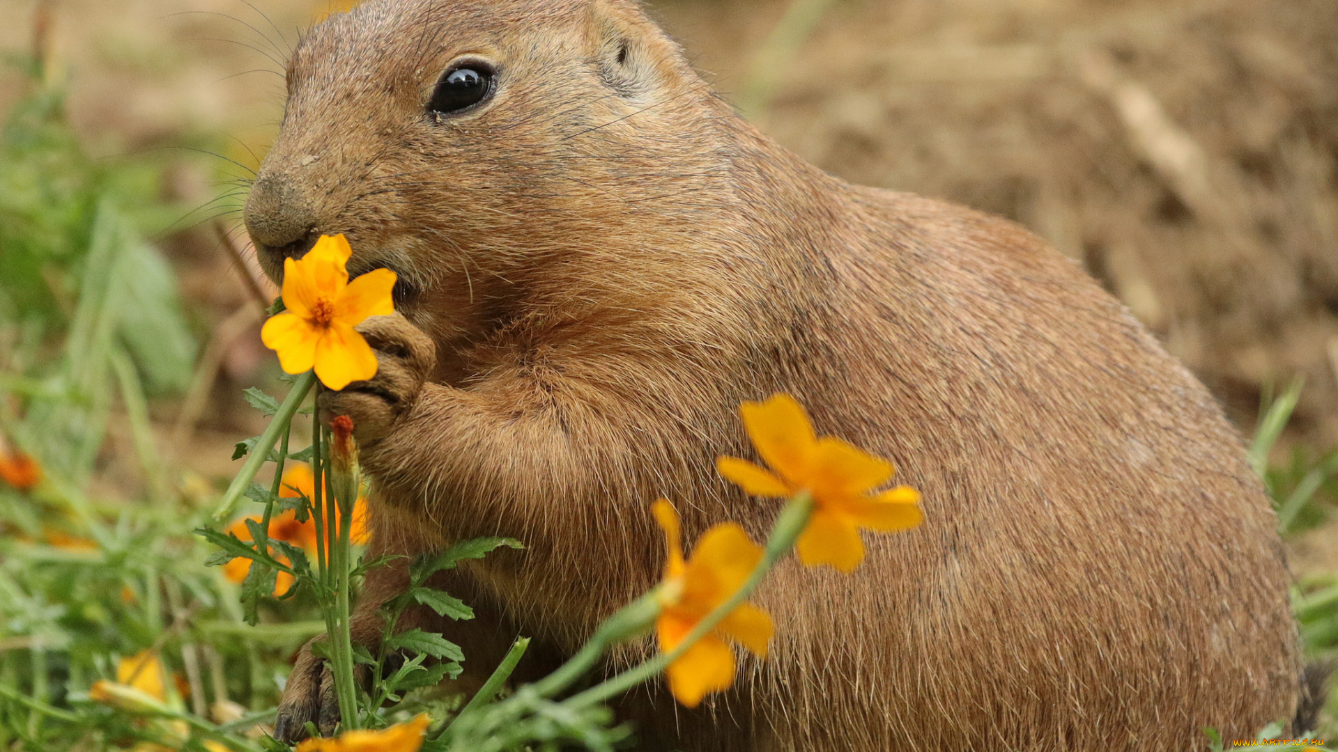 животные, -, другое, трава, нутрия, цветы, природа
