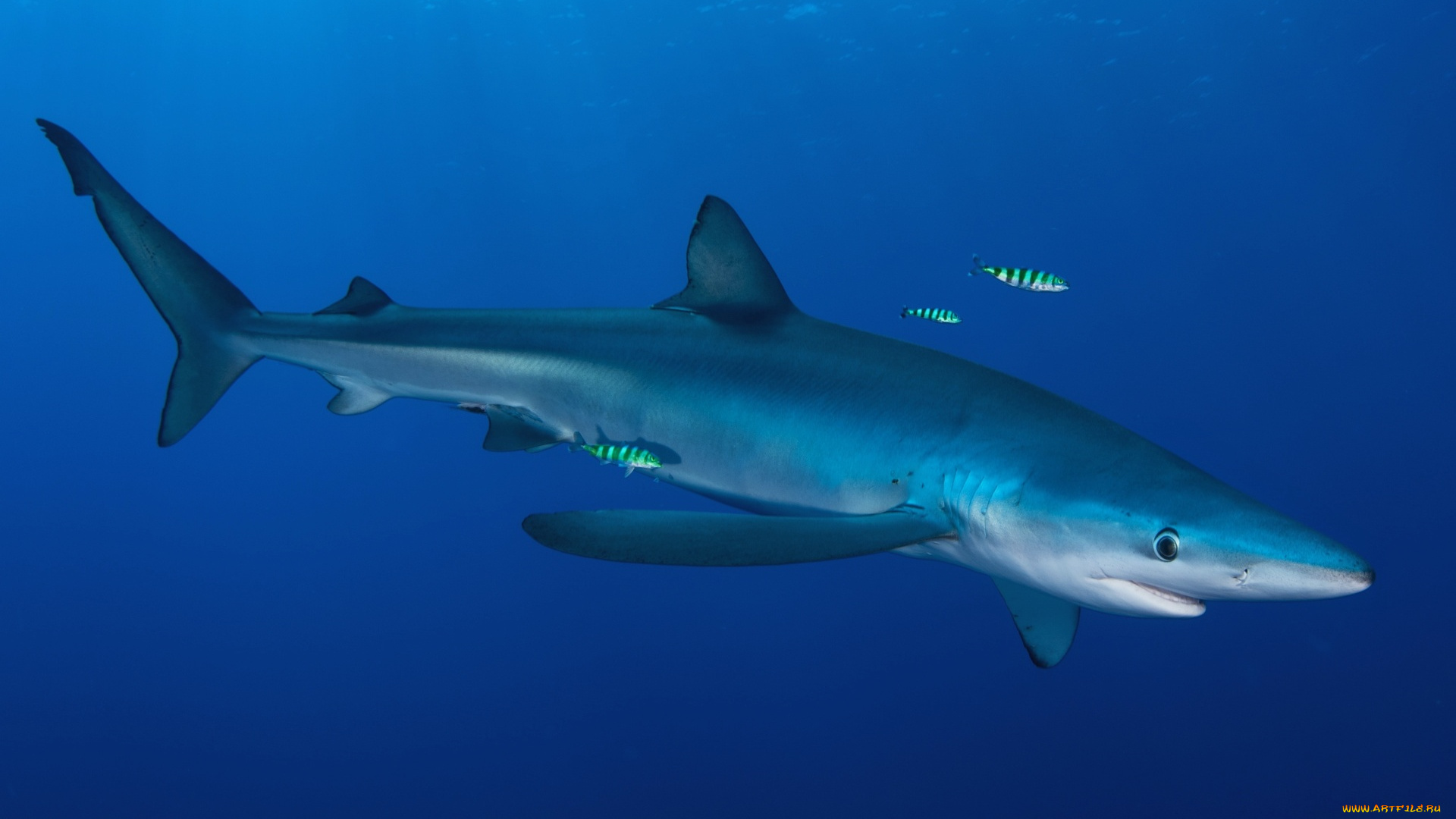 животные, акулы, водоем