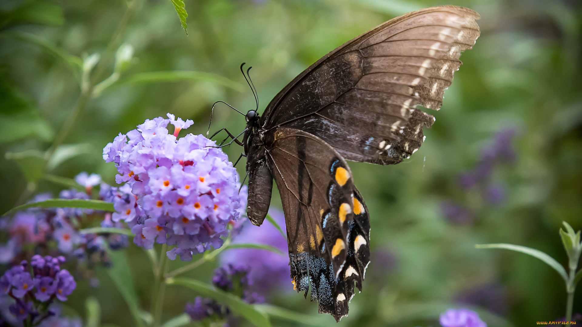 животные, бабочки, , мотыльки, , моли, бабочка
