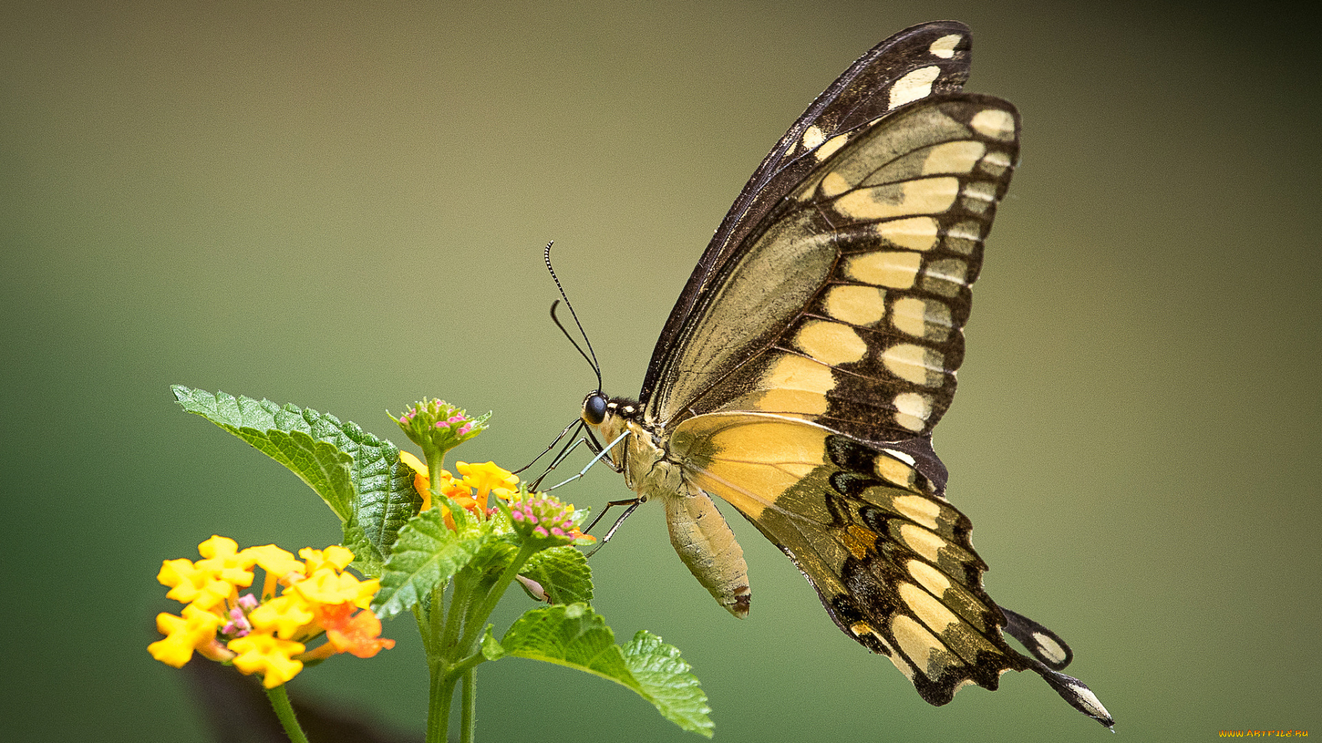 животные, бабочки, , мотыльки, , моли, бабочка