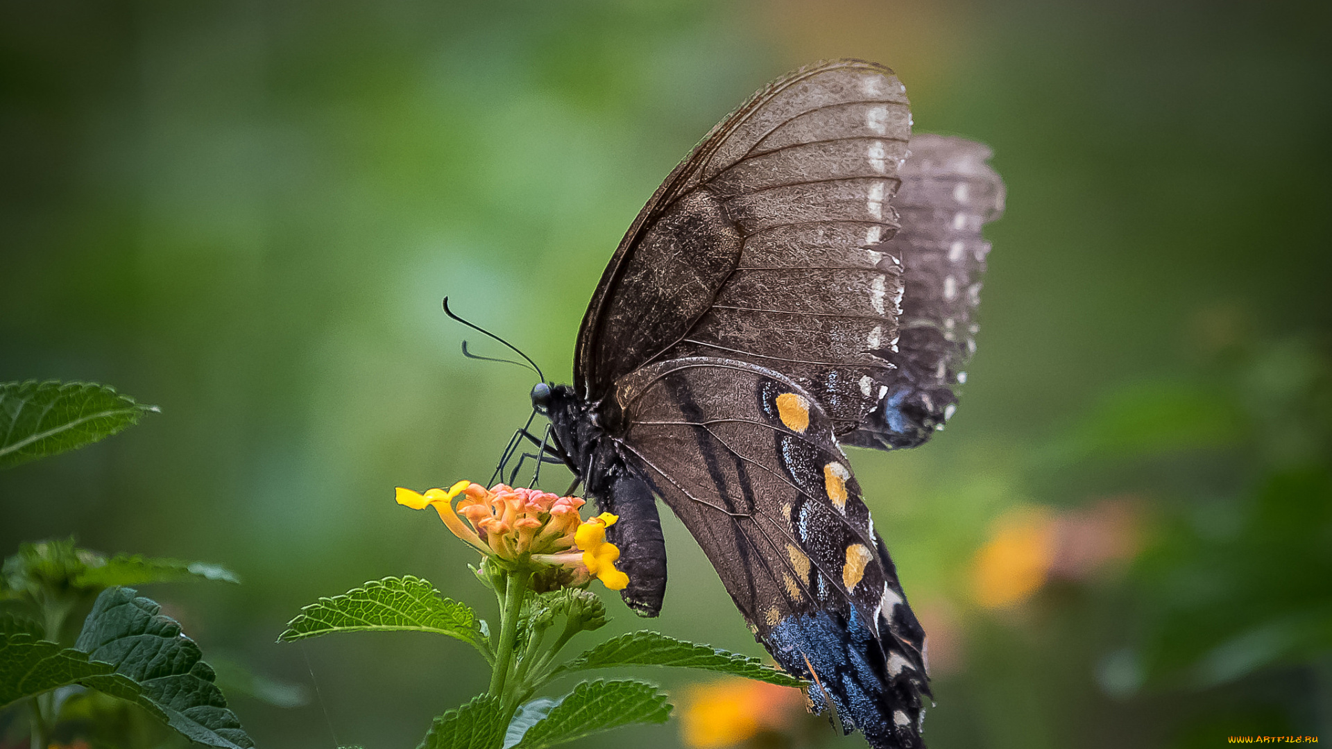 животные, бабочки, , мотыльки, , моли, бабочка