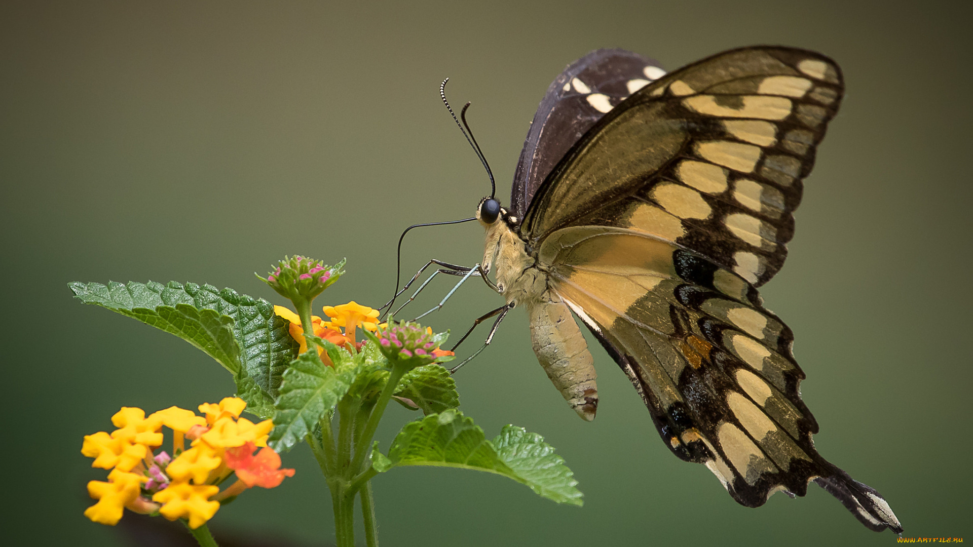 животные, бабочки, , мотыльки, , моли, бабочка