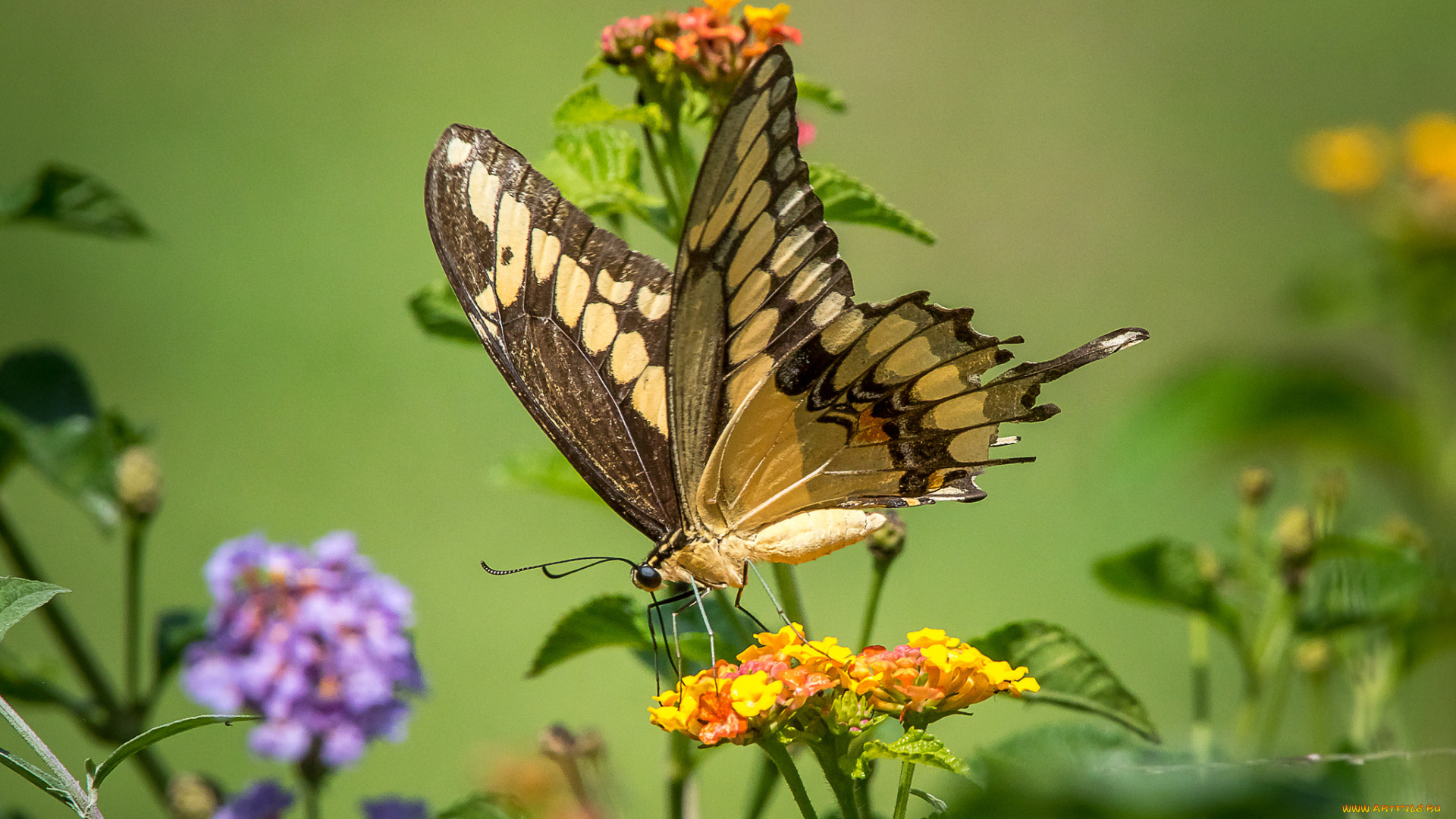 животные, бабочки, , мотыльки, , моли, бабочка