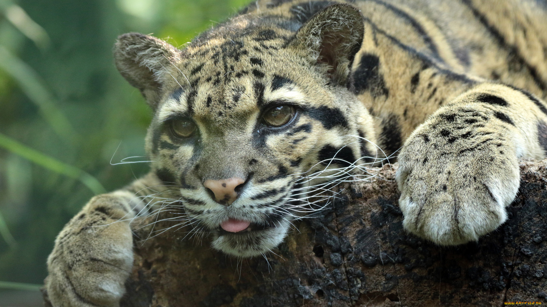 животные, дымчатые, леопарды, зоо, природа, отдых, животное