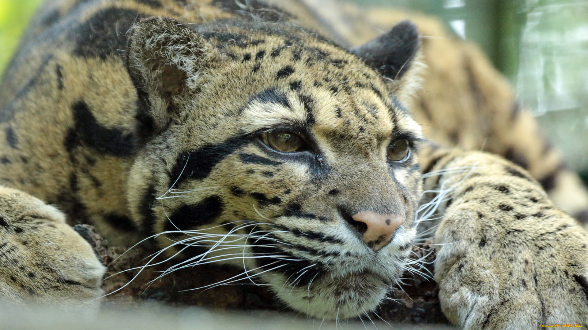 животные, дымчатые, леопарды, зоо, природа, отдых, животное