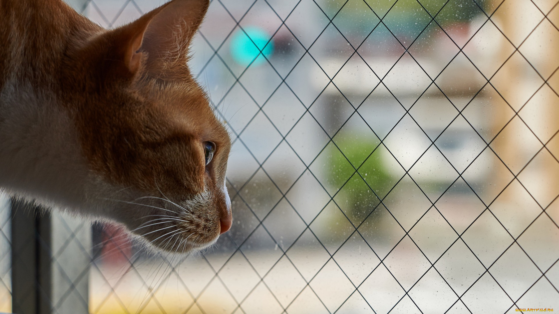 животные, коты, анфас