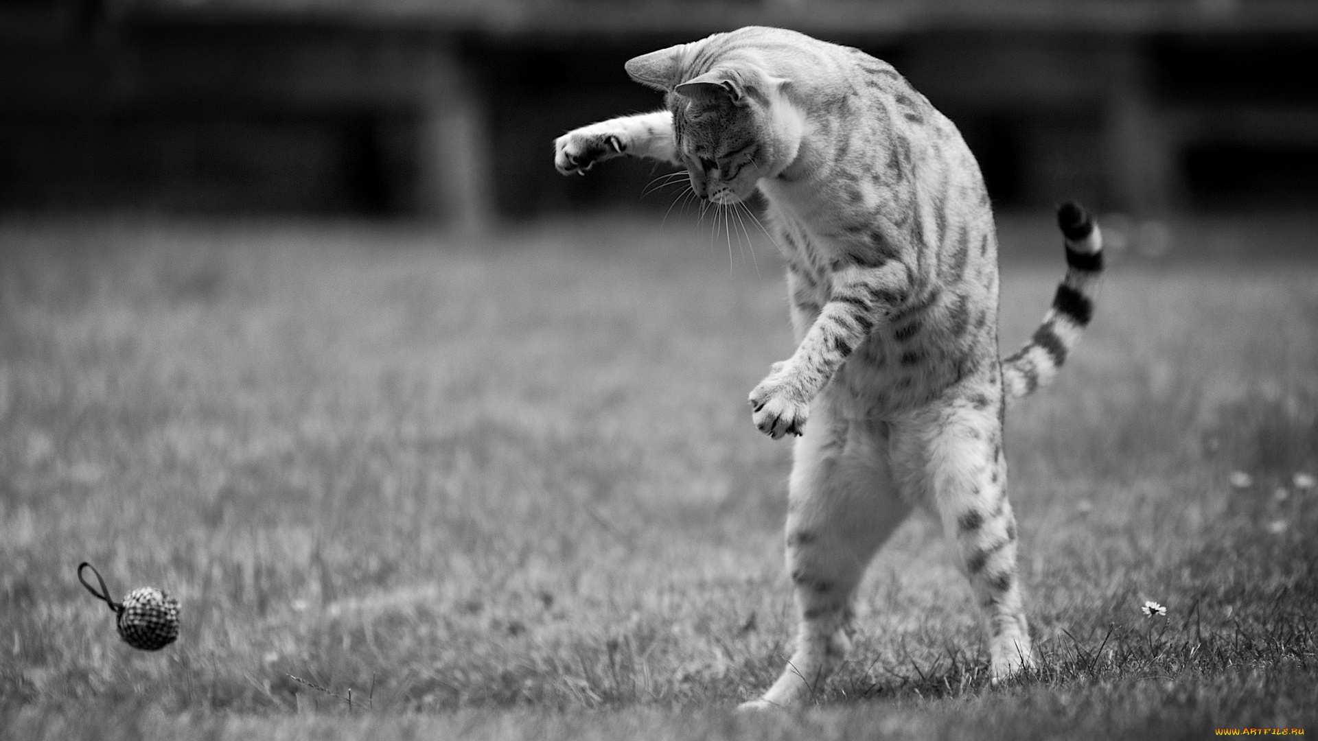 животные, коты, черно-белое, фото