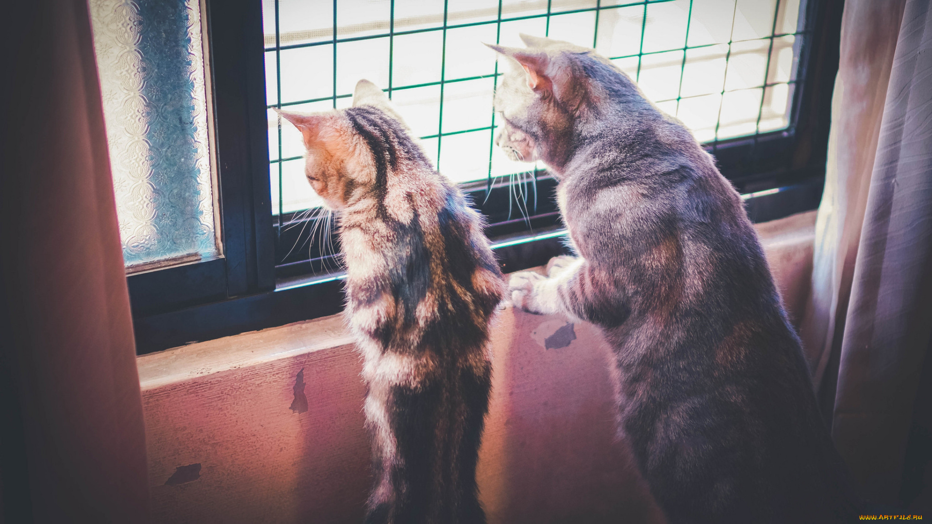 животные, коты, двое