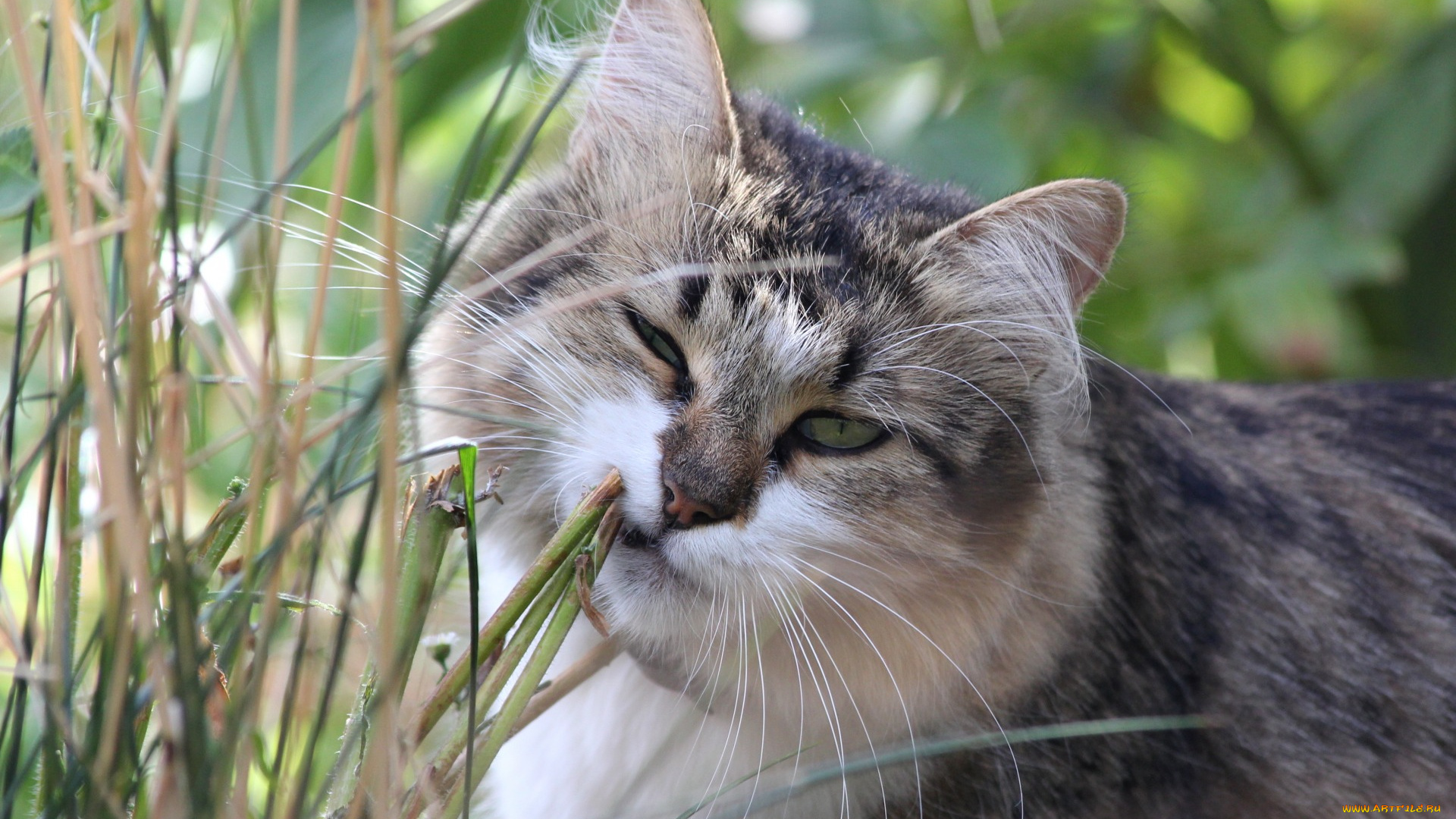 животные, коты, морда