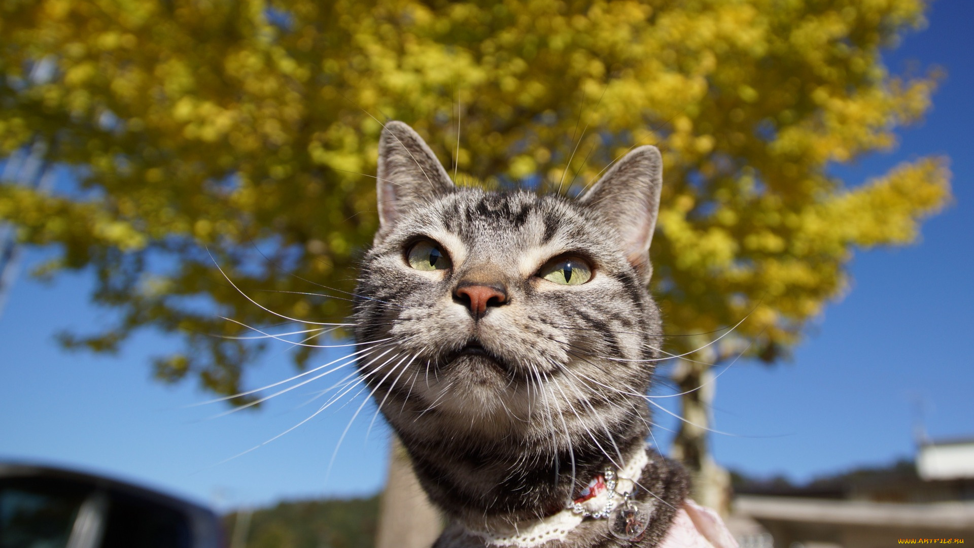 животные, коты, морда