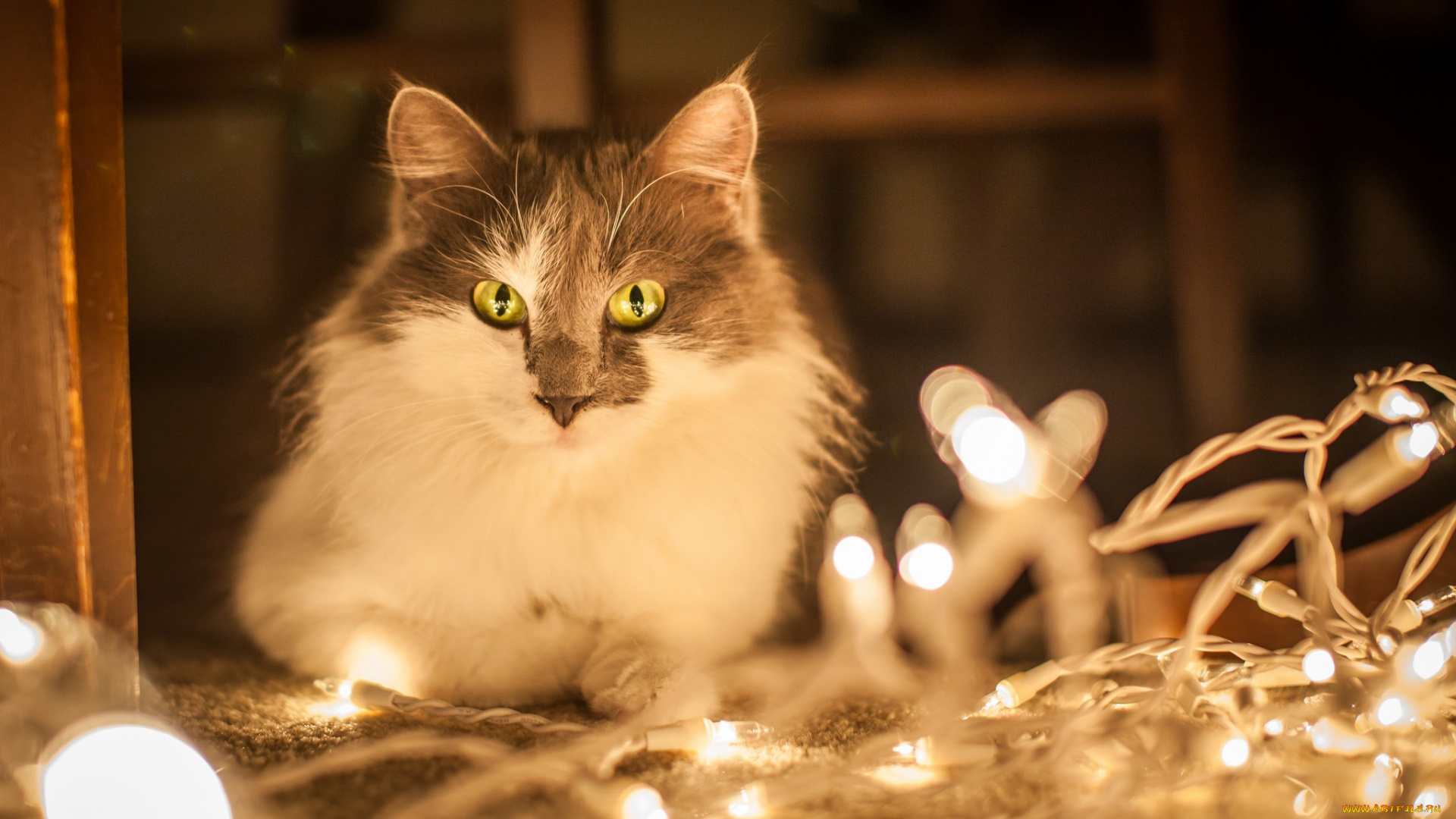 животные, коты, морда