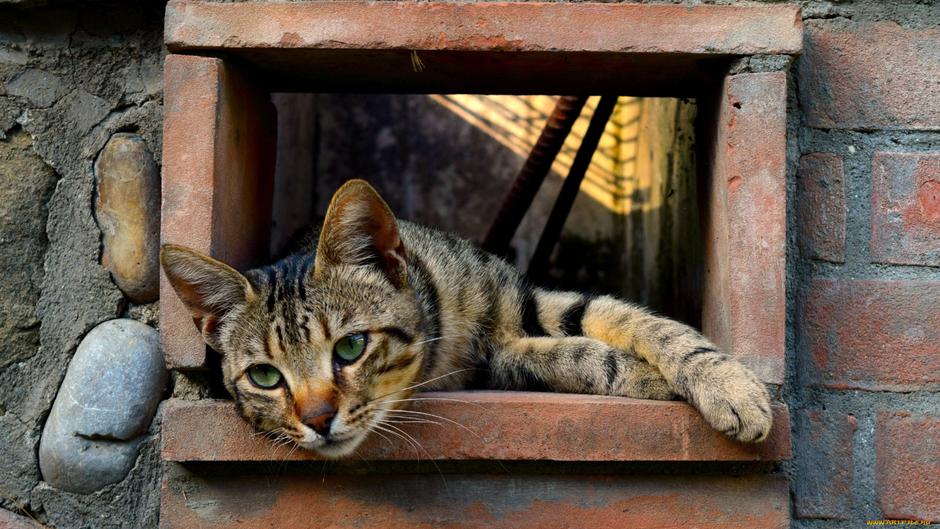 животные, коты, морда