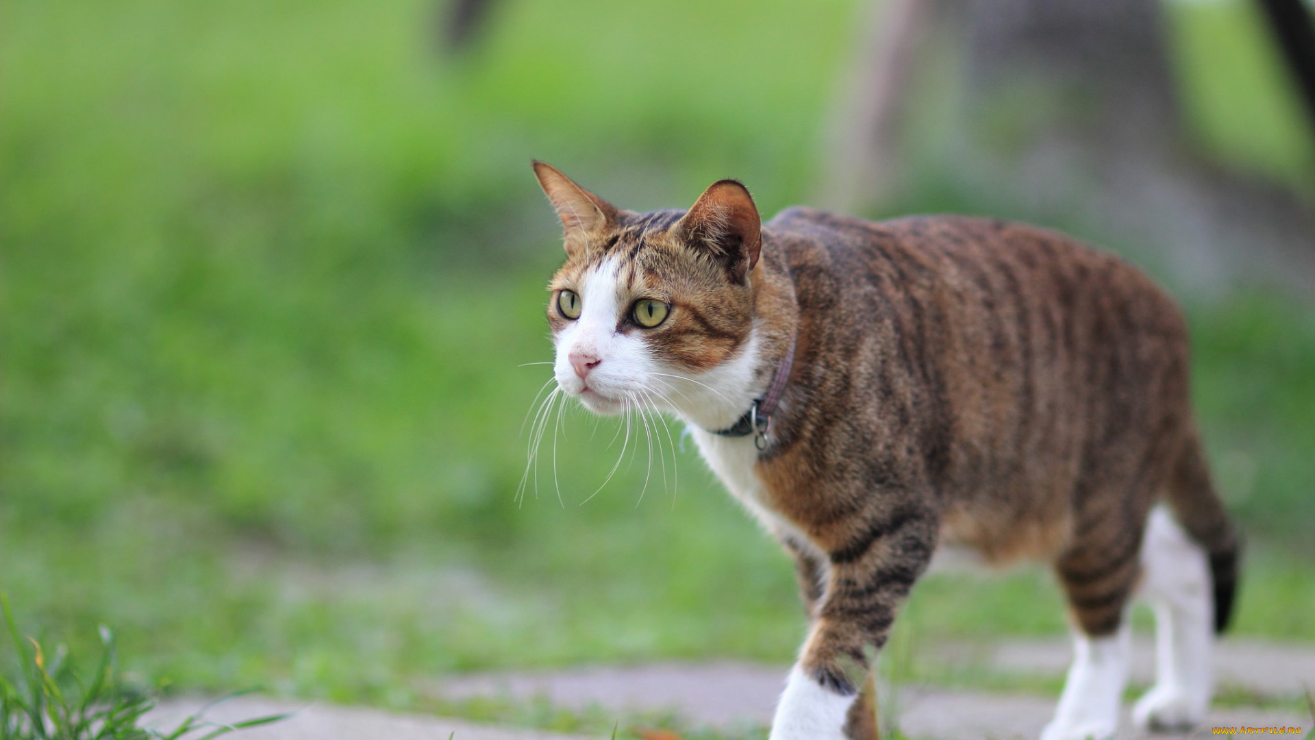 животные, коты, ошейник, трава