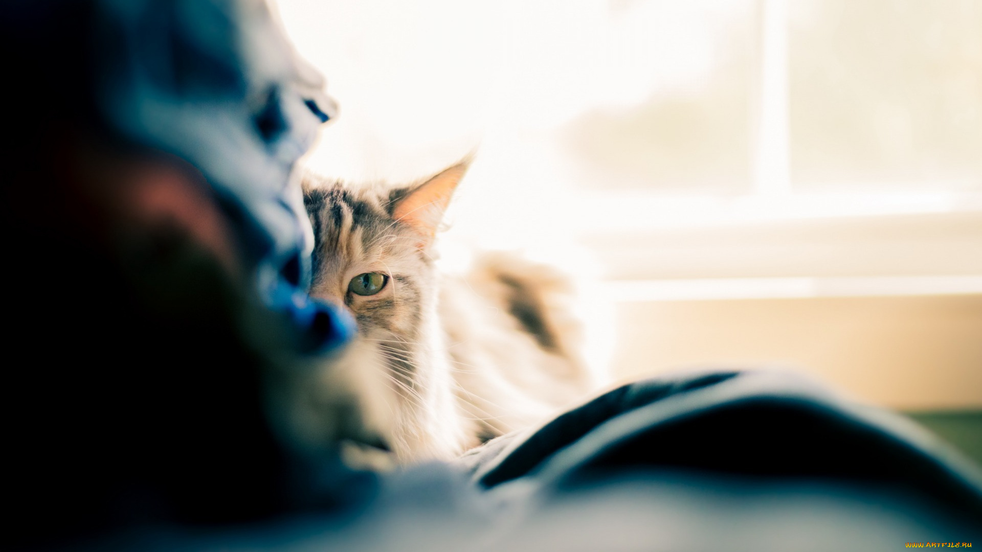 животные, коты, взгляд