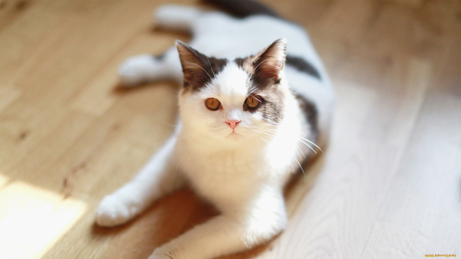 животные, коты, взгляд