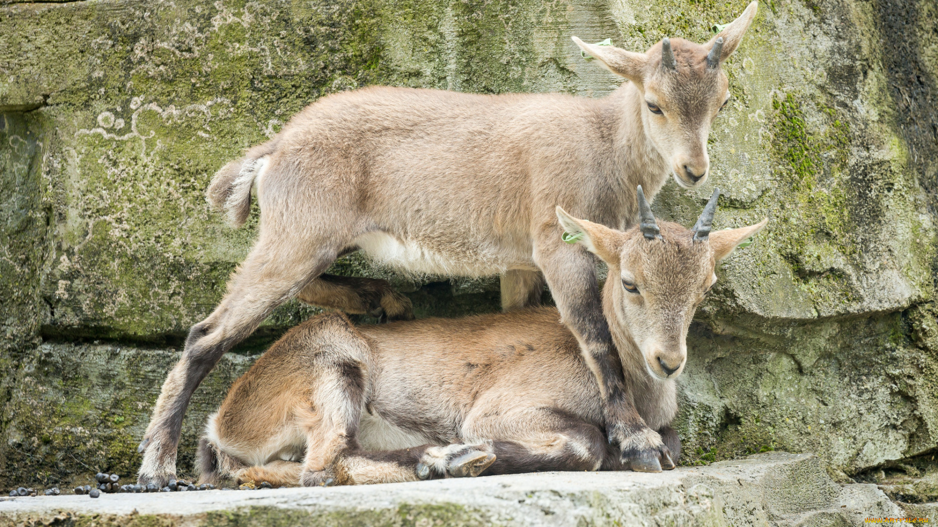 животные, козы, зоо, природа, камни, пара