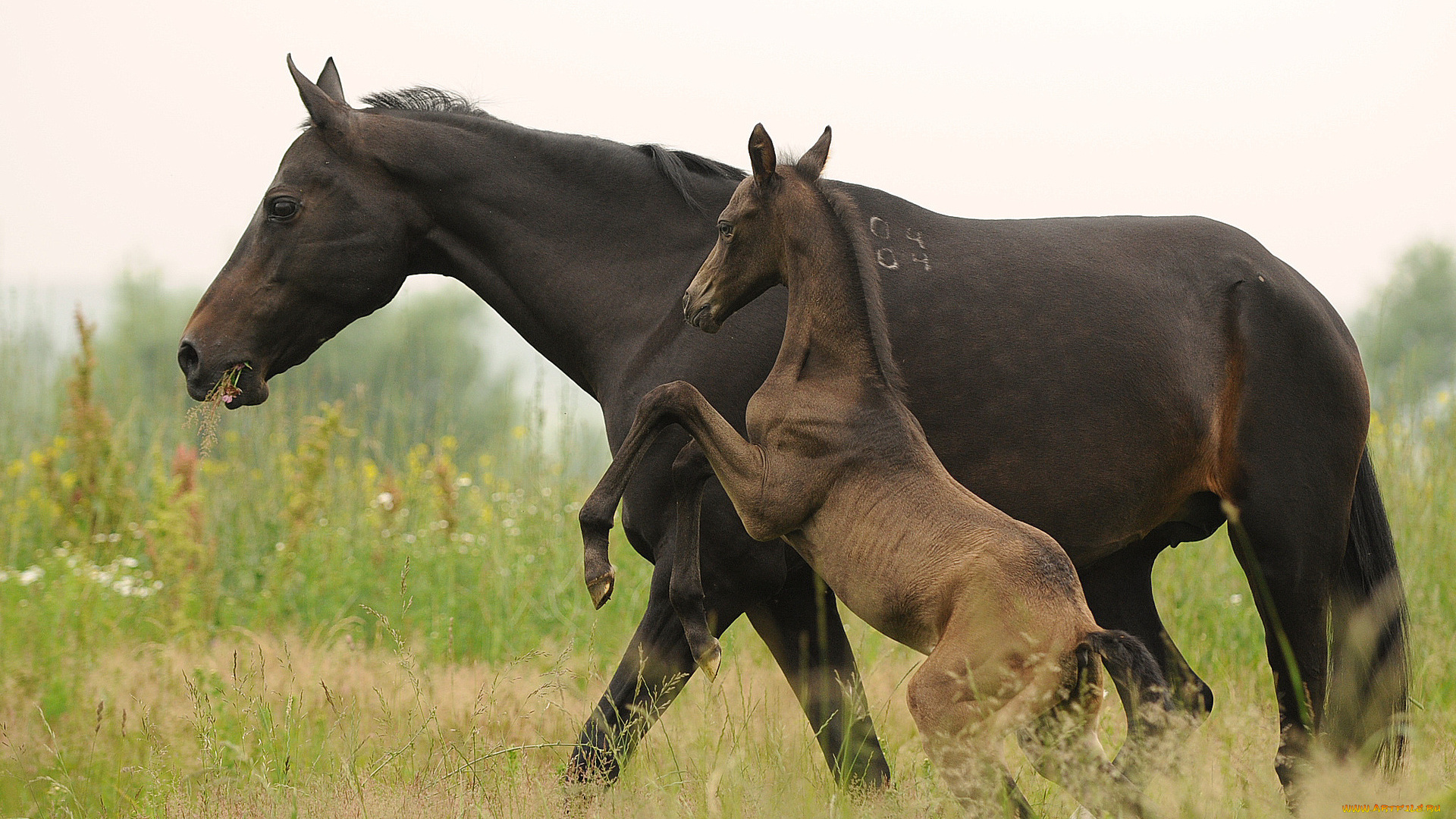 животные, лошади, жеребенок